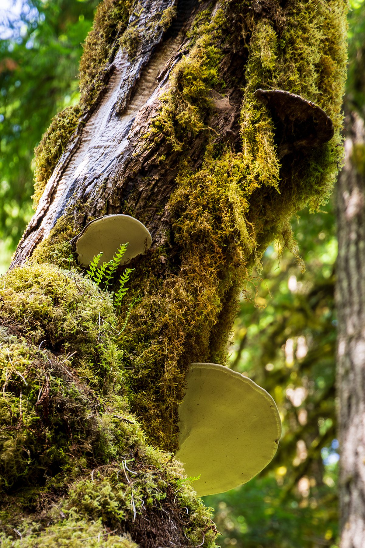 Unidentified disc-shaped fungi or mushroom climbing a tree in Olympic National Park