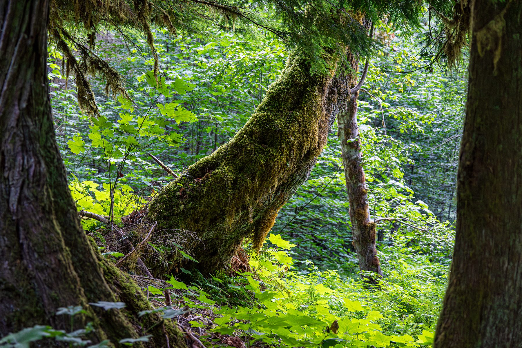 Curved mossy tree trunks on the forest floor in the Olympic Cascades wilderness