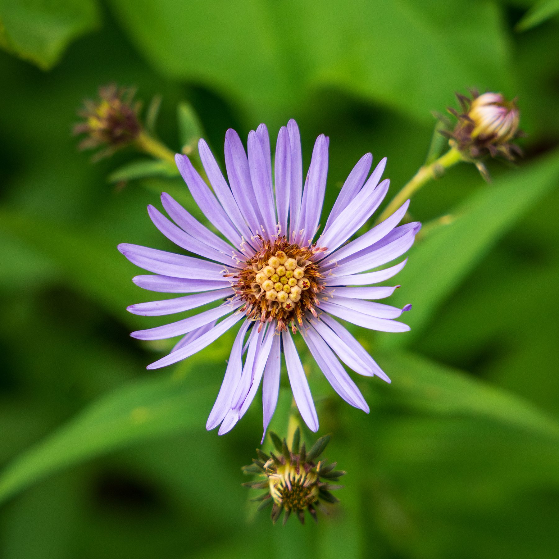 Purple aster blooms