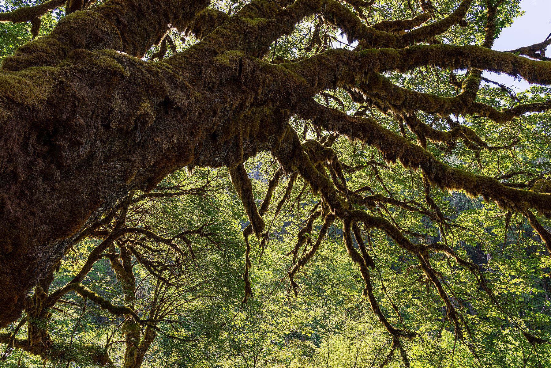 Towering, mossy tree branches in the canopy of the Olympic Cascades wilderness