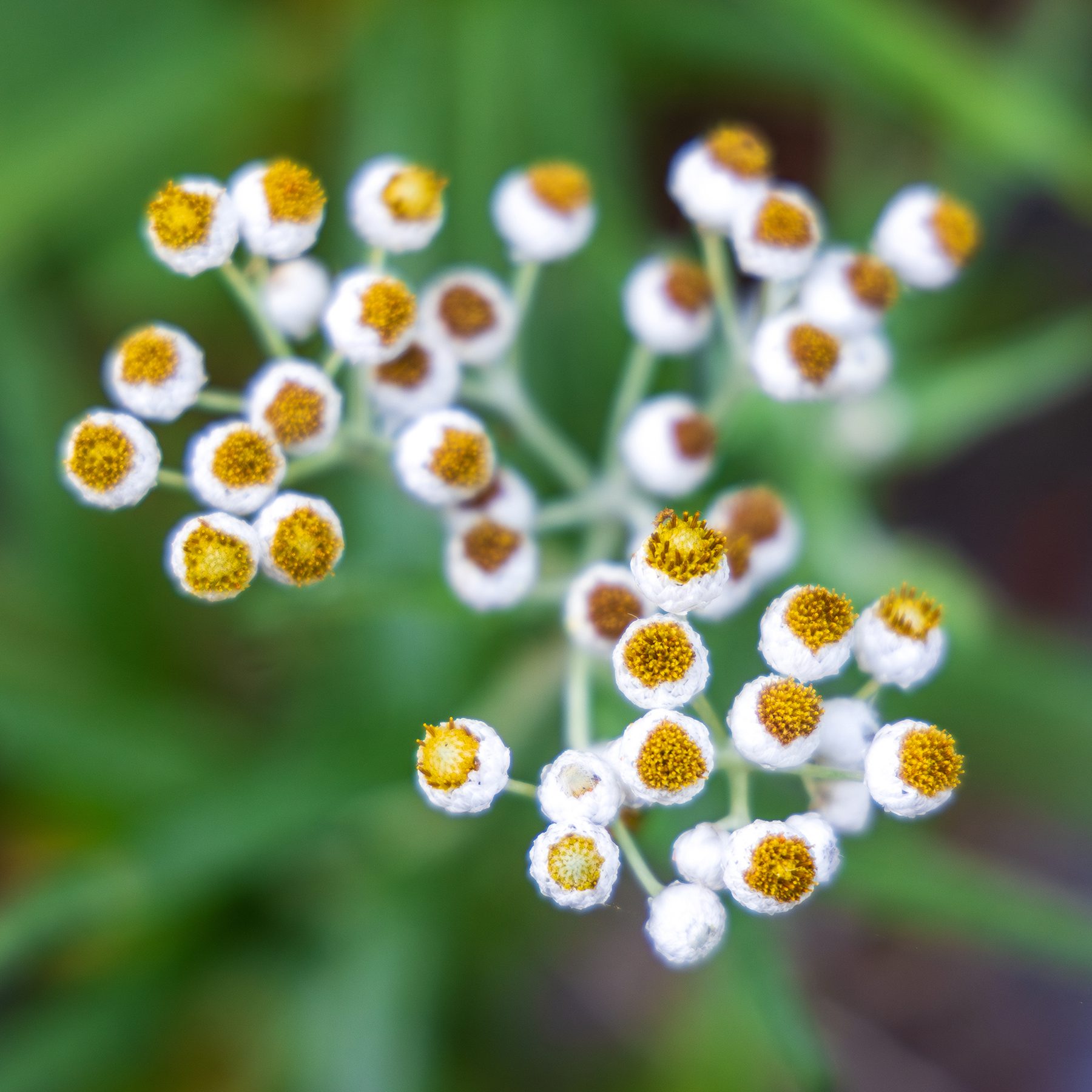 White & gold pearly everlasting blooms