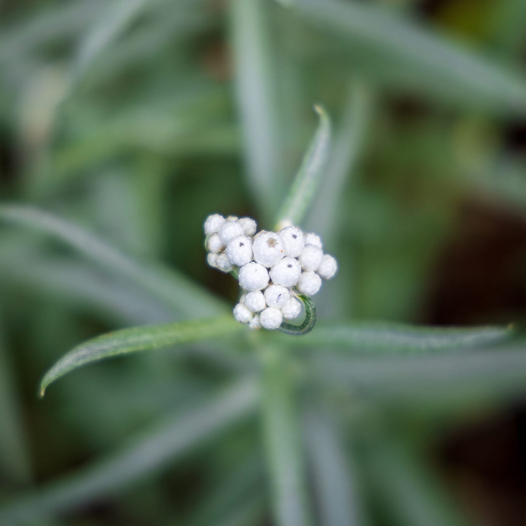 Western pearly everlasting bloom