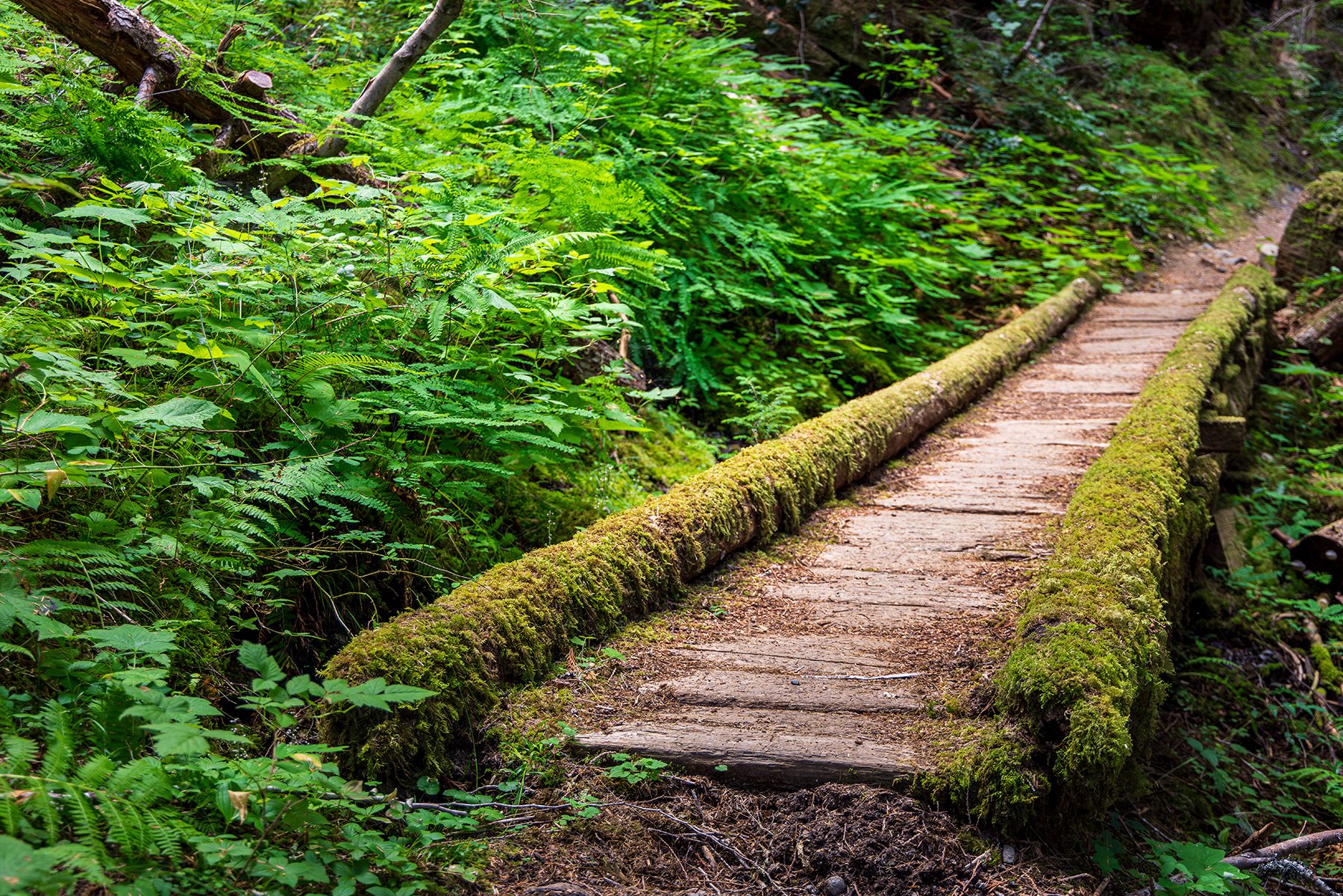 Mossy bridge crossing on the North Fork Skokomish River Trail