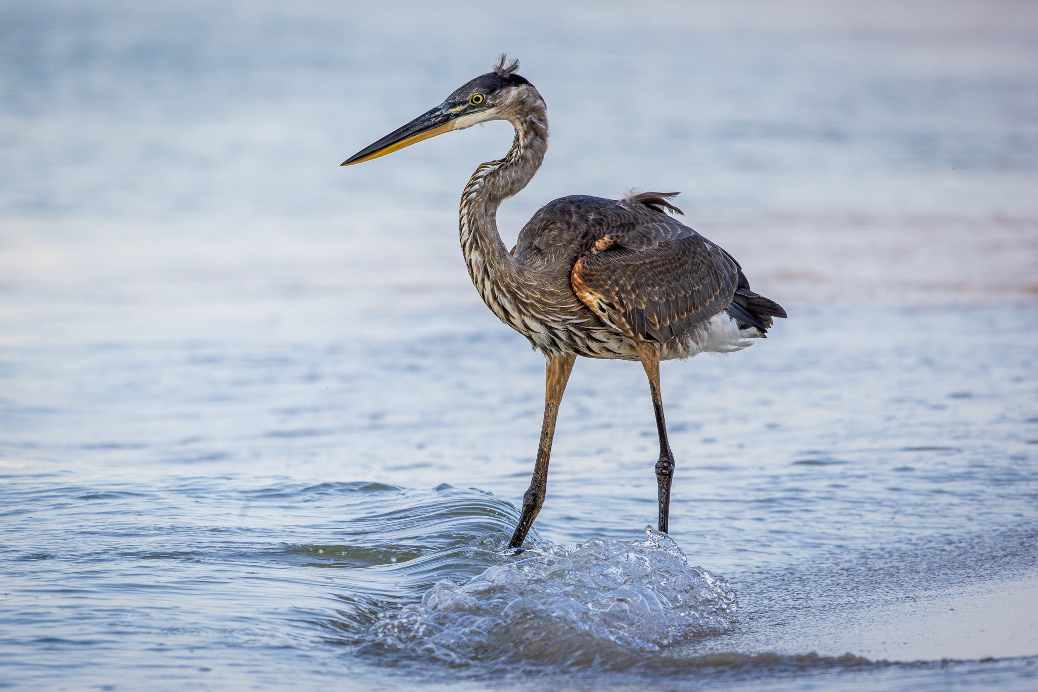 great-blue-heron-wades-gulf-of-mexico-gulf-shores-kctrvlr