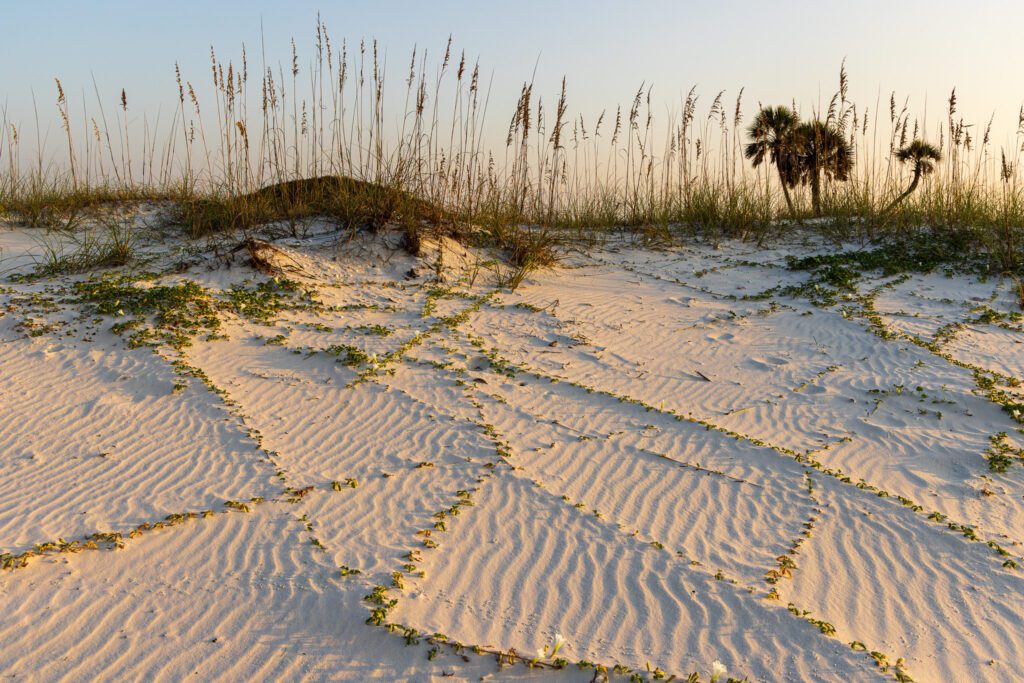 Wind-swept ridges in the sand and crawling dune plants create shadows in the morning in Gulf Shores, Alabama