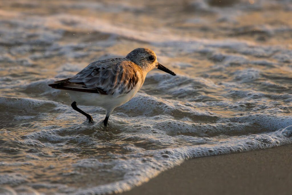 A sanderling darts in the bubbly surf, plunging its beak into the sand for tiny critters, in Gulf Shores, Alabama