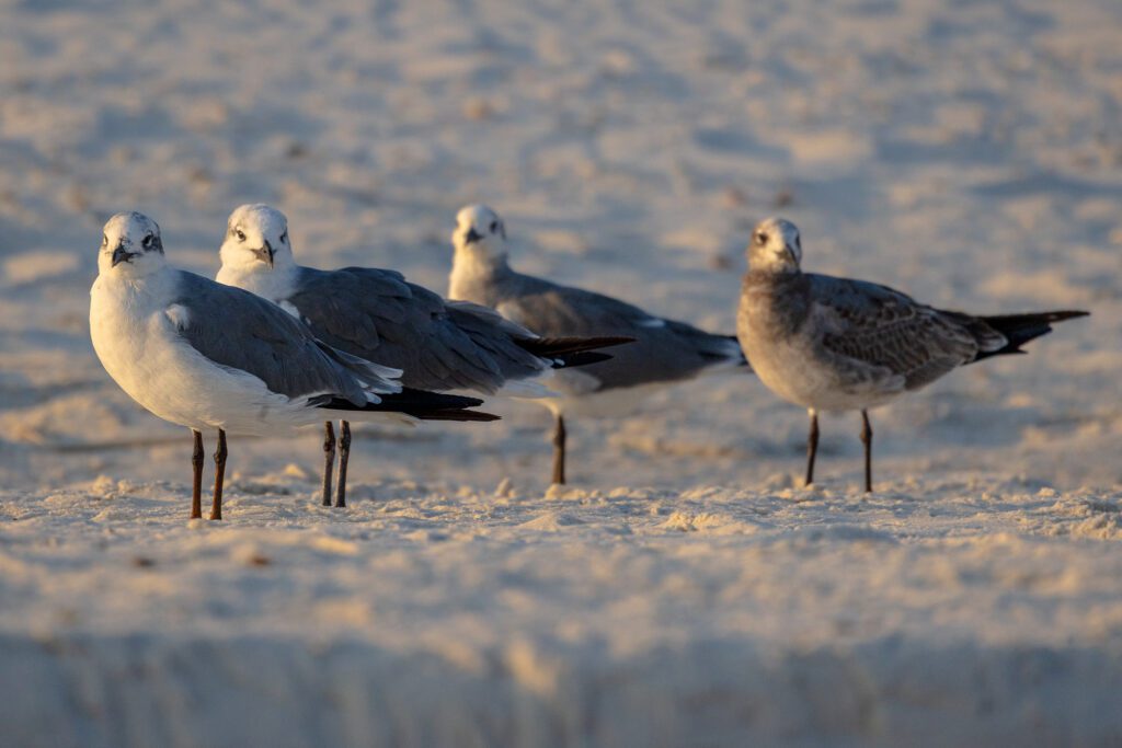 Four seagulls stand at alert, preparing to take flight, in Gulf Shores, Alabama
