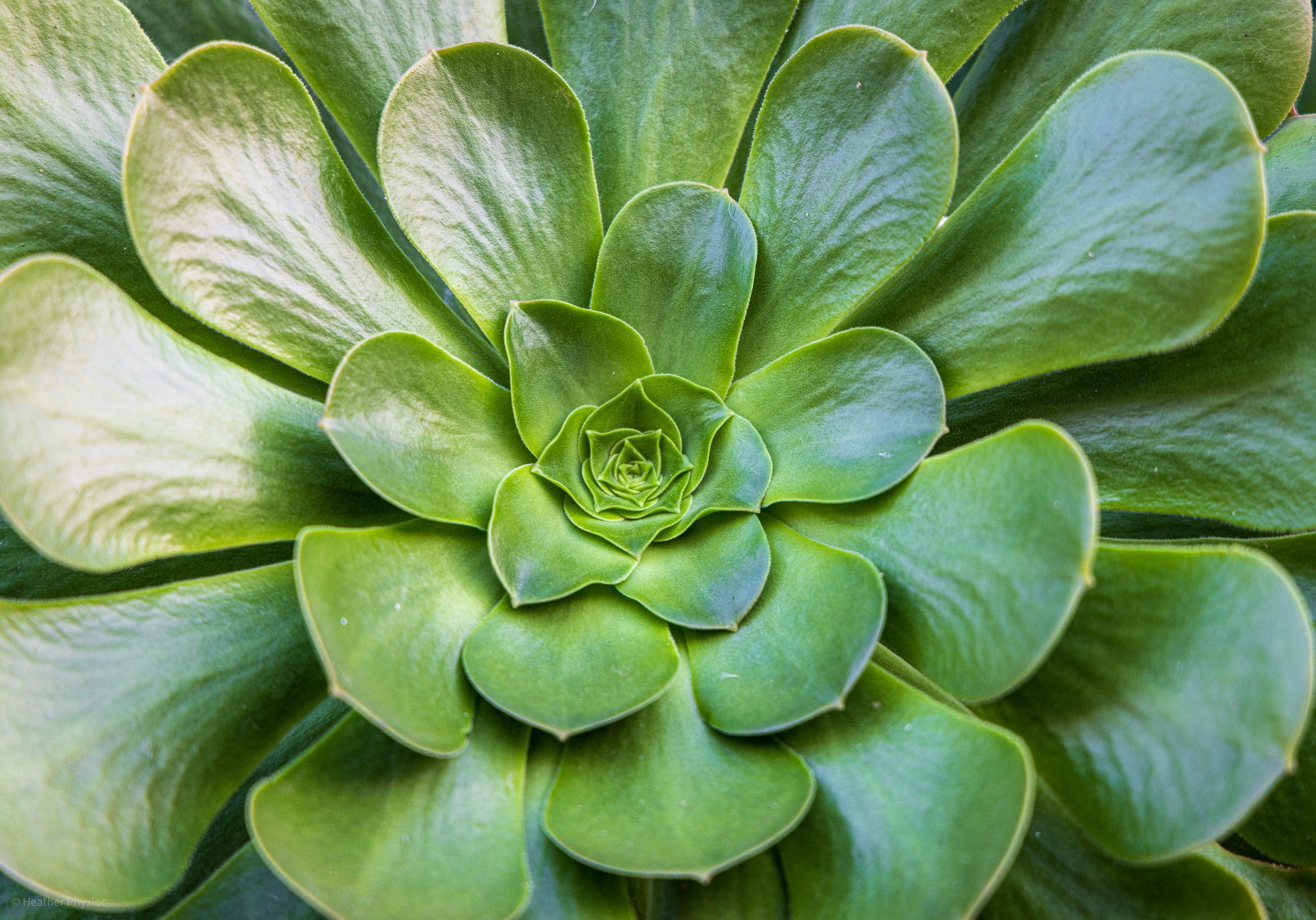 Closeup of aeonium arboreum succulent plant in San Diego