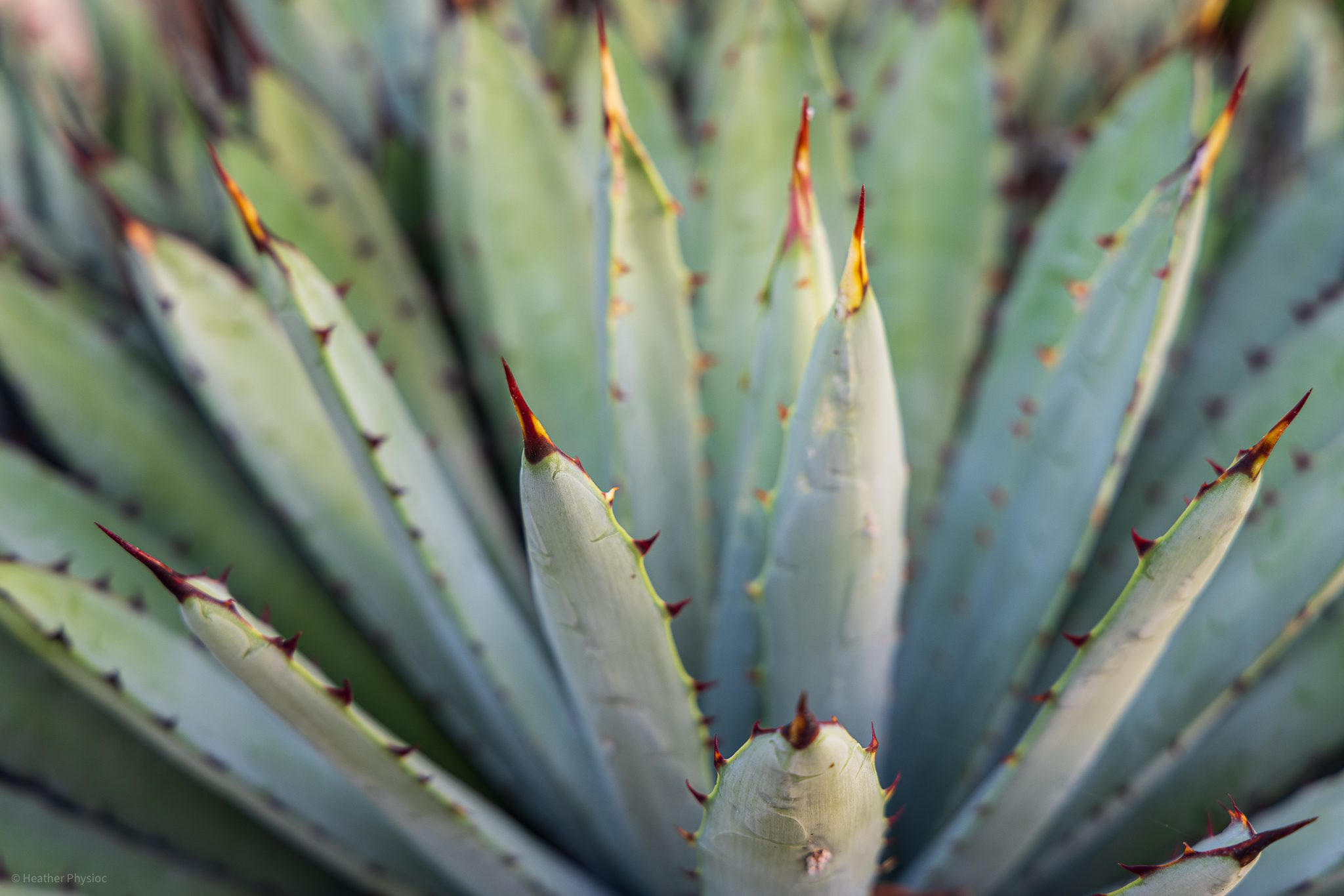 Close up of a red-tipped agave macroacantha plant in San Diego