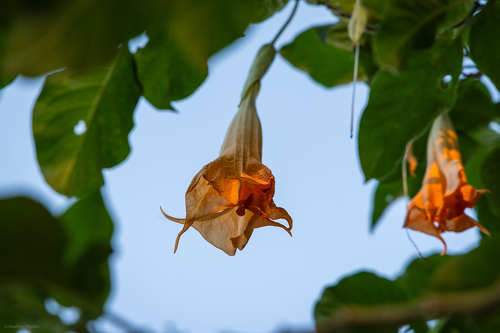 Peach-colored brugmansia flowers dangling in dappled sunlight