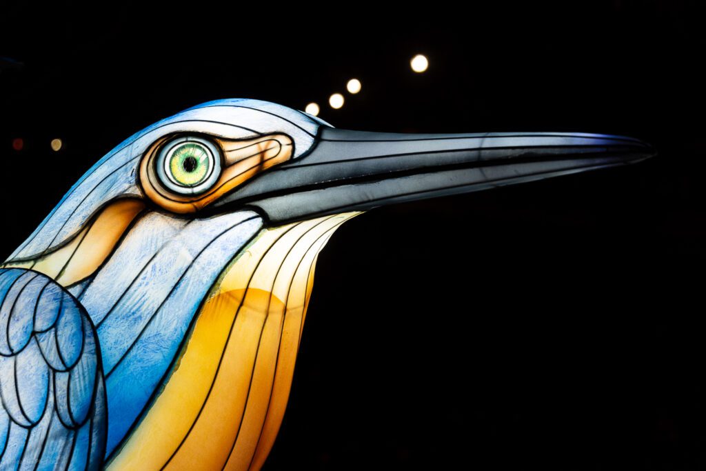 Bird illuminated silk and steel lantern sculpture at 2023 GloWild event at the Kansas City Zoo & Aquarium with bokeh effect in background