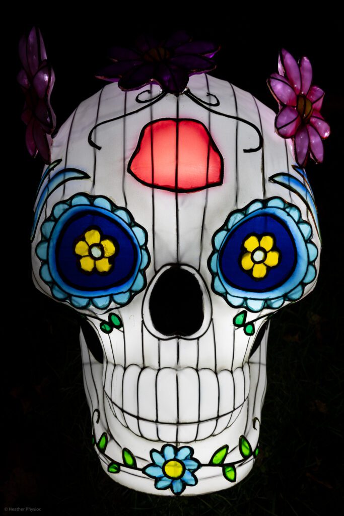 Sugar skull with flowers illuminated silk and steel lantern sculpture at 2023 GloWild event at the Kansas City Zoo & Aquarium