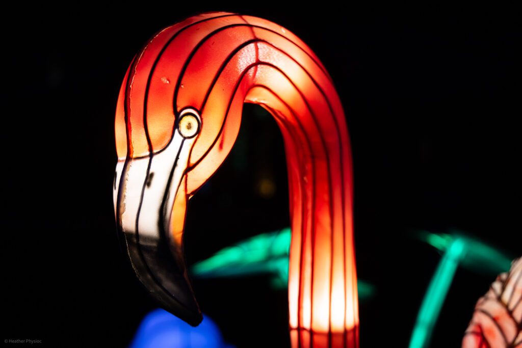 Flamingo illuminated silk and steel lantern sculpture at 2023 GloWild event at the Kansas City Zoo & Aquarium