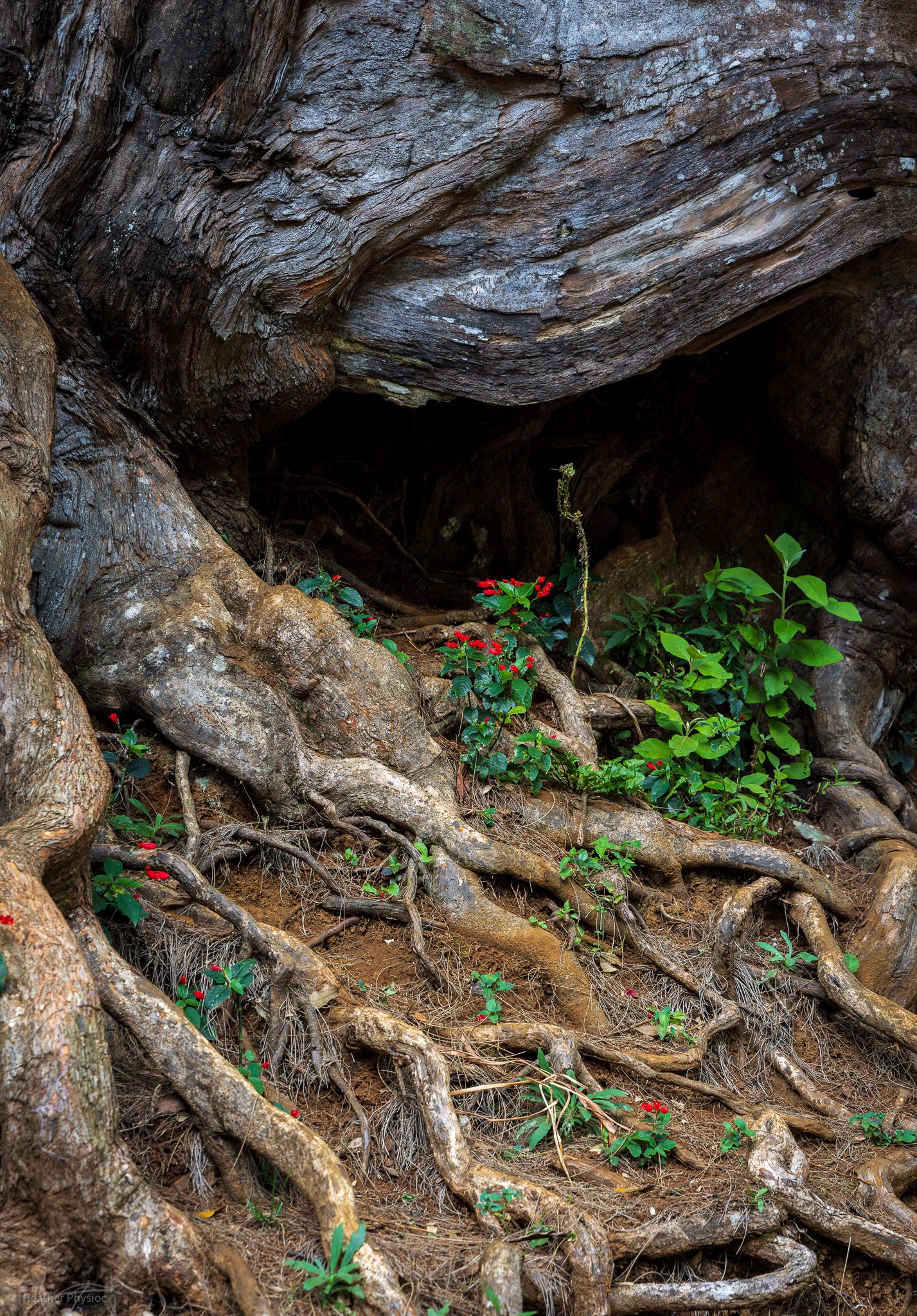 Red flowers blooming in a root cave on the Kuli'ou'ou Ridge Trail Hike on O'ahu, Hawaii
