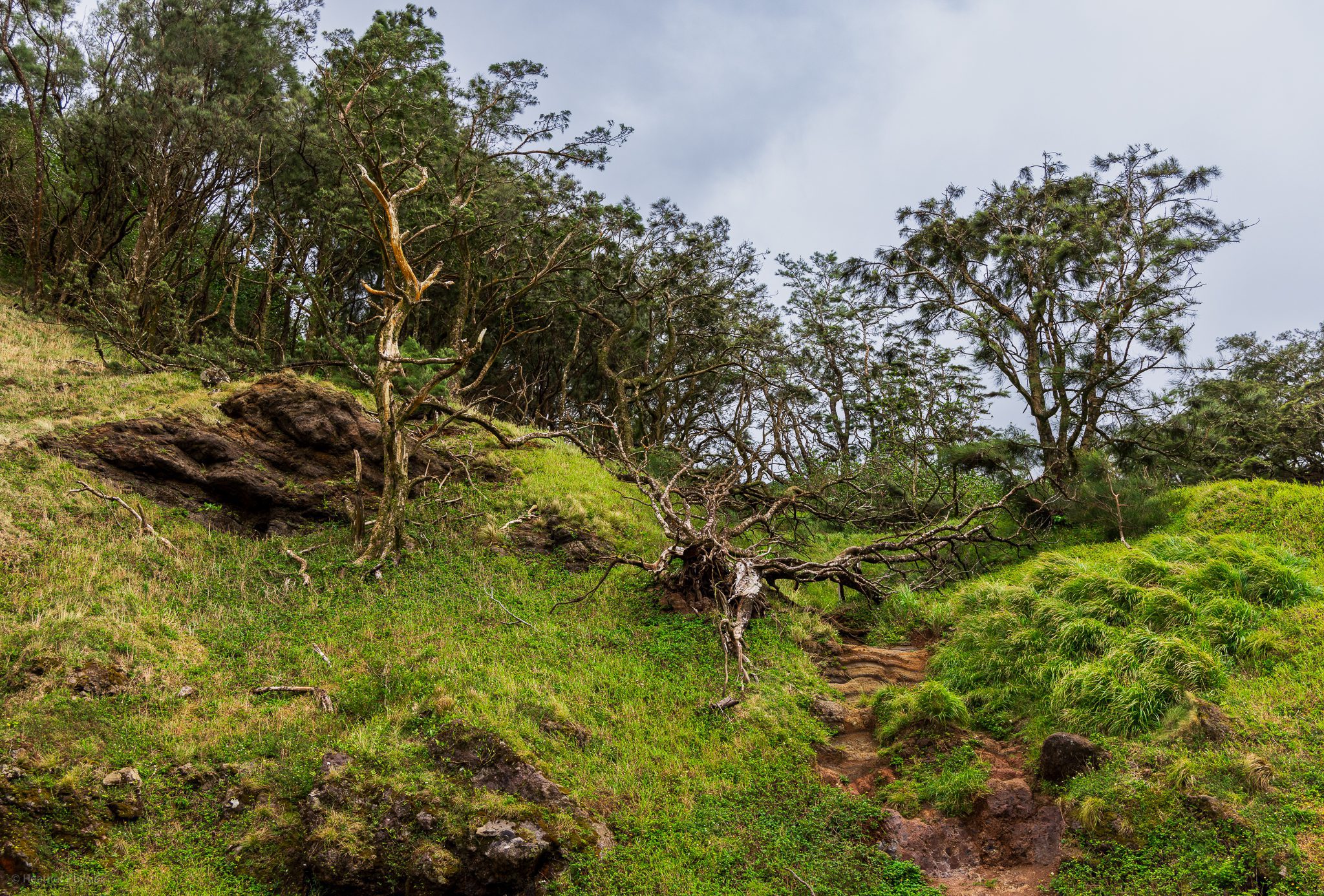 Wind-whipped grasses and branches at Nu'uanu Pali Lookout in Oahu