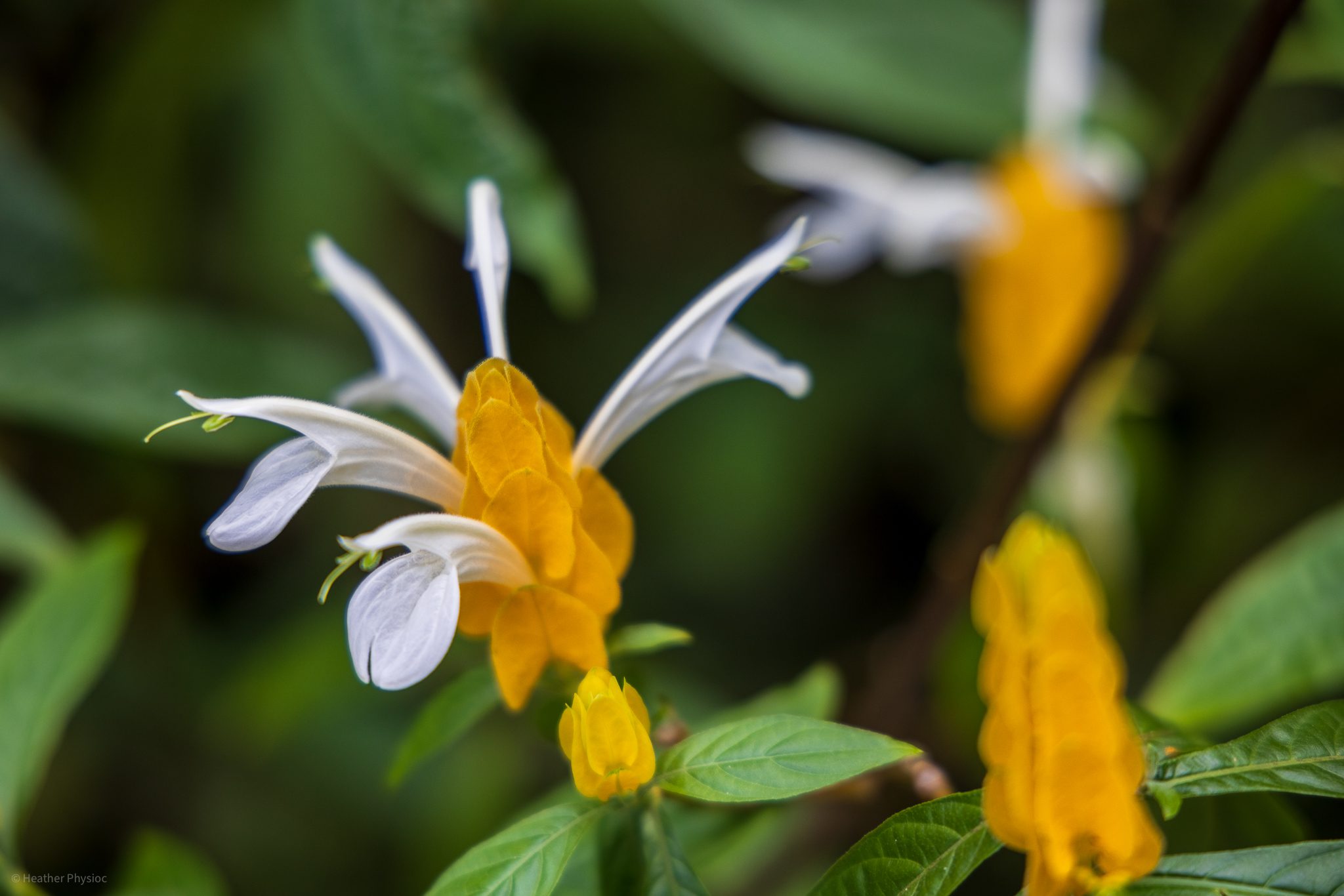 Lollipop plant heliconias flower at Waimea Falls botanical garden on Oahu