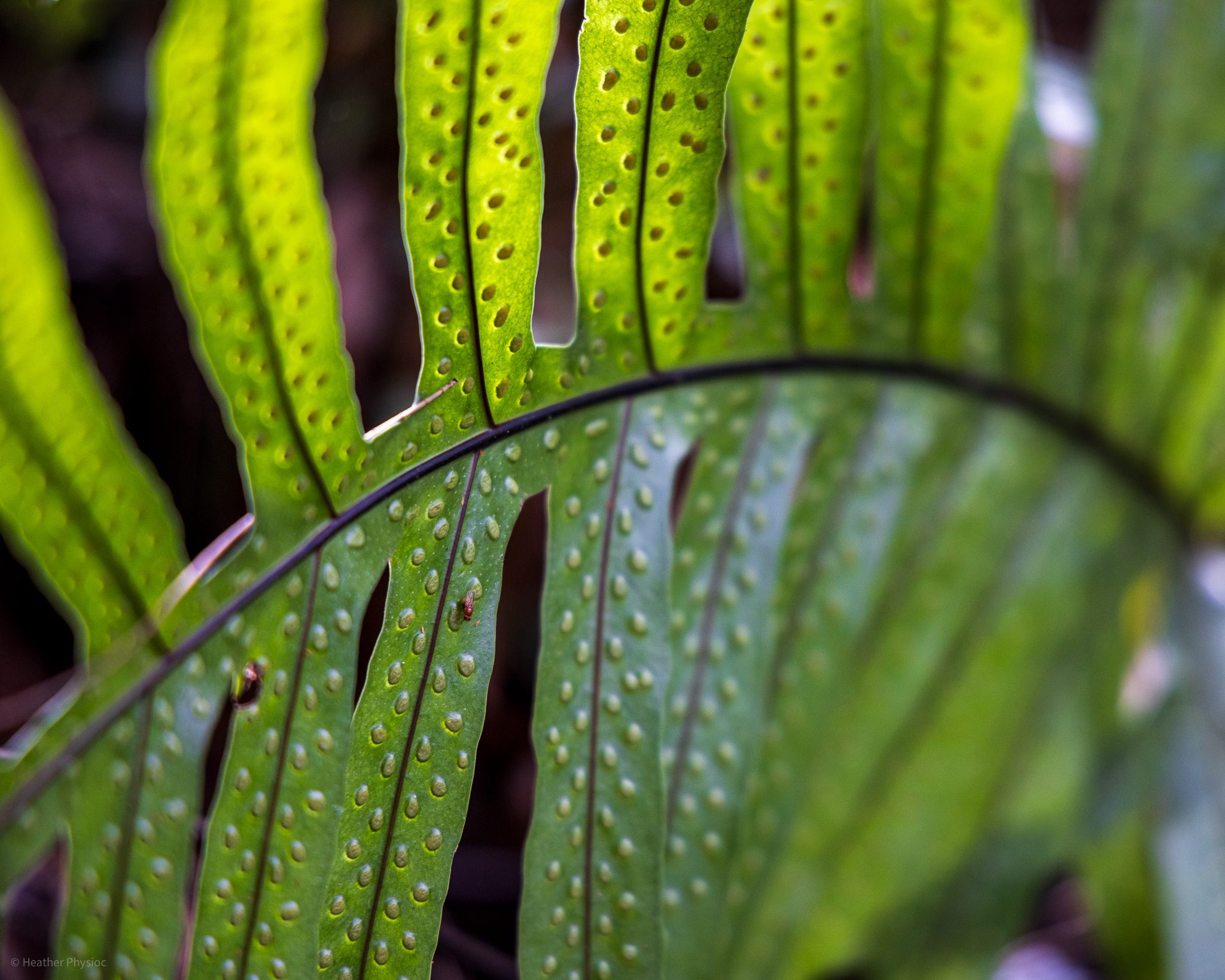 Pteridofita reprodutiva Oahu heliconius flower at Waimea Falls botanical garden on Oahu