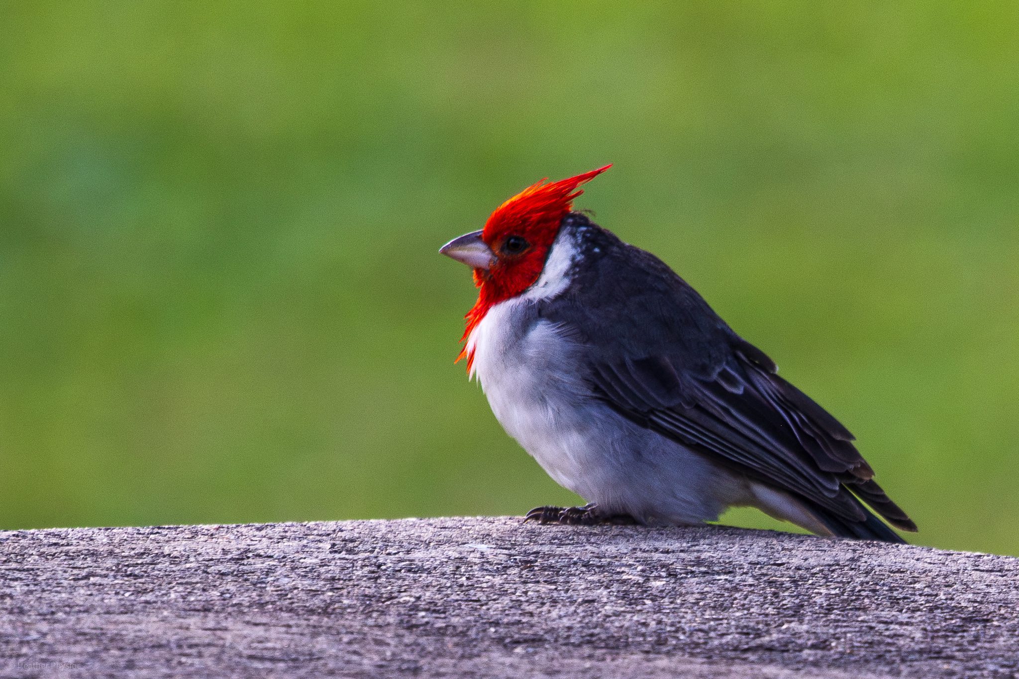 Red-crested cardinal perched near Waikiki Beach in O'ahu, Hawaii