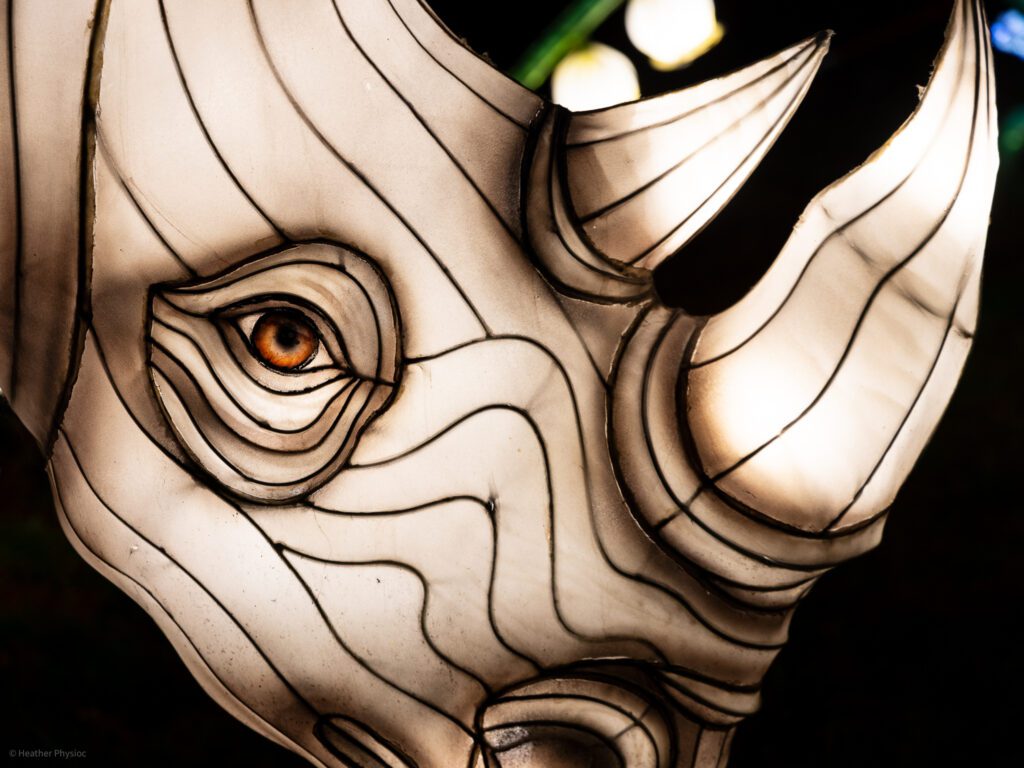 Rhinoceros close-up illuminated silk and steel lantern sculpture at 2023 GloWild event at the Kansas City Zoo & Aquarium