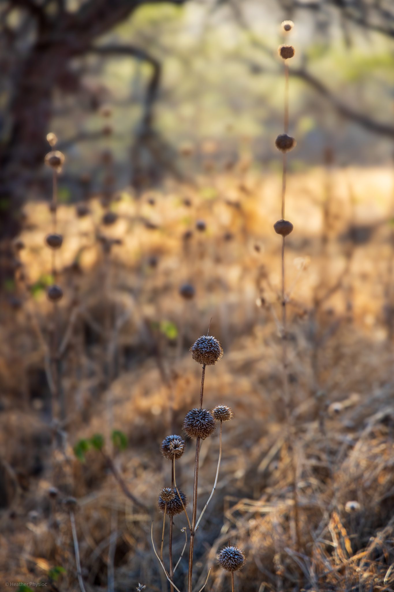 Autumn seed heads at Kuli'ou'ou Ridge Trail Hike on O'ahu, Hawaii