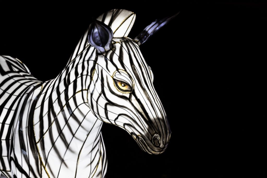 Zebra illuminated silk and steel lantern sculpture at 2023 GloWild event at the Kansas City Zoo & Aquarium