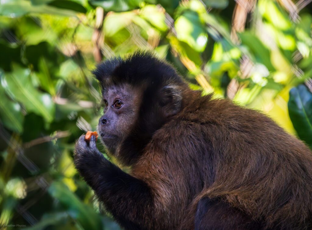 Black-horned capuchin monkey enjoying a snack at the San Diego Zoo
