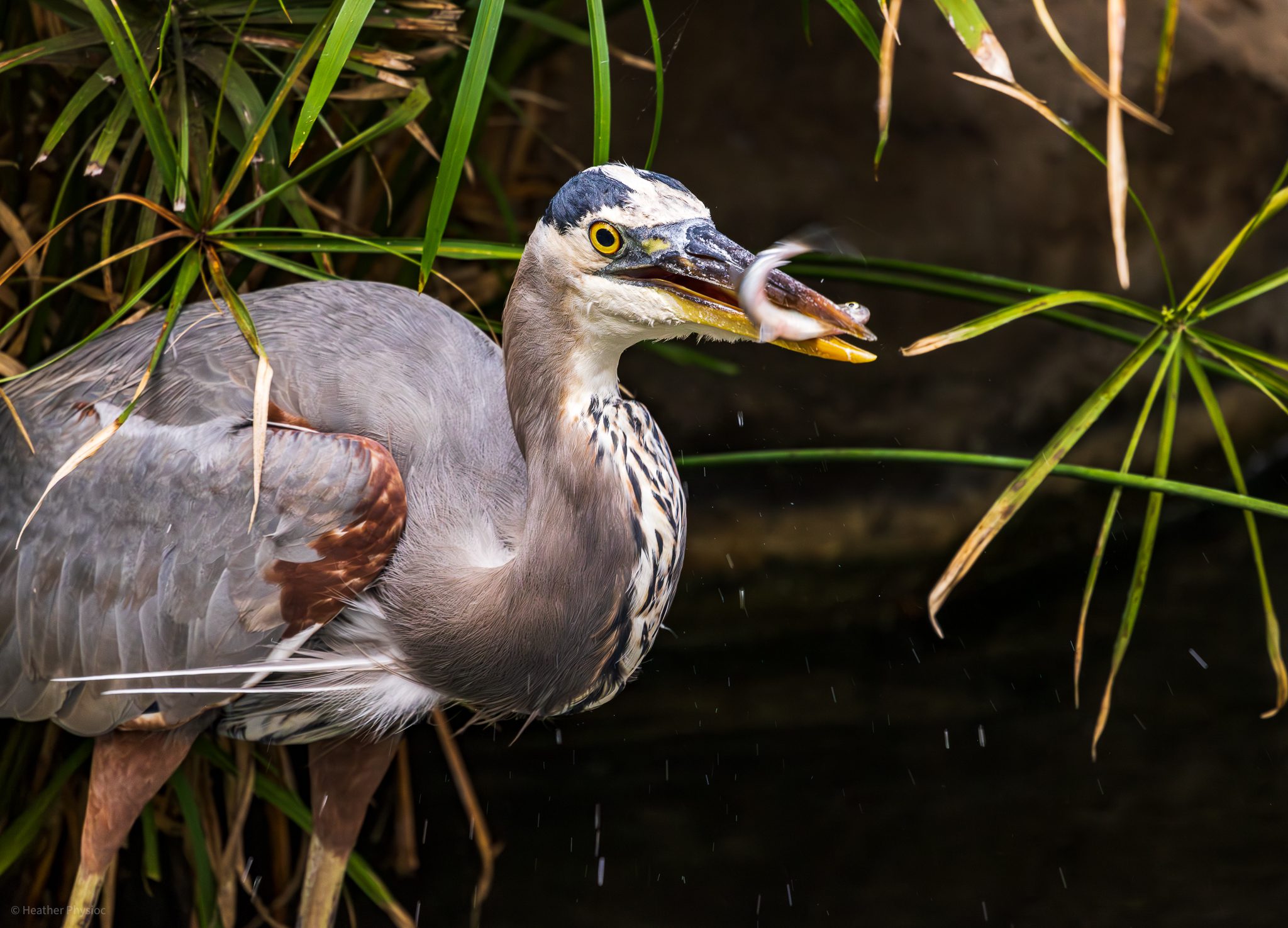Blue heron catches minnow in the alligator and terpin exhbit at the San Diego Zoo