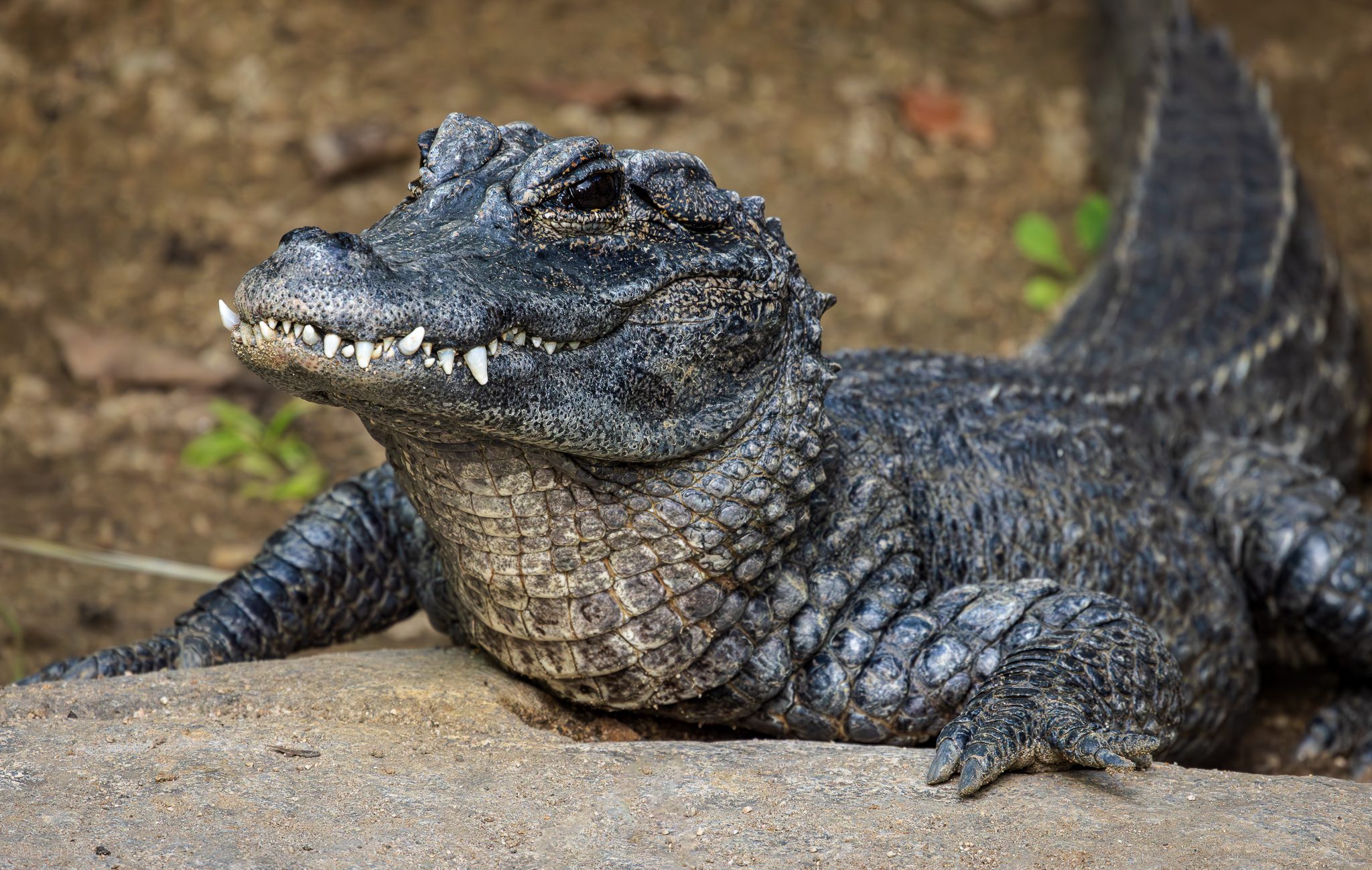 Portrait of a Chinese Alligator from the San Diego Zoo