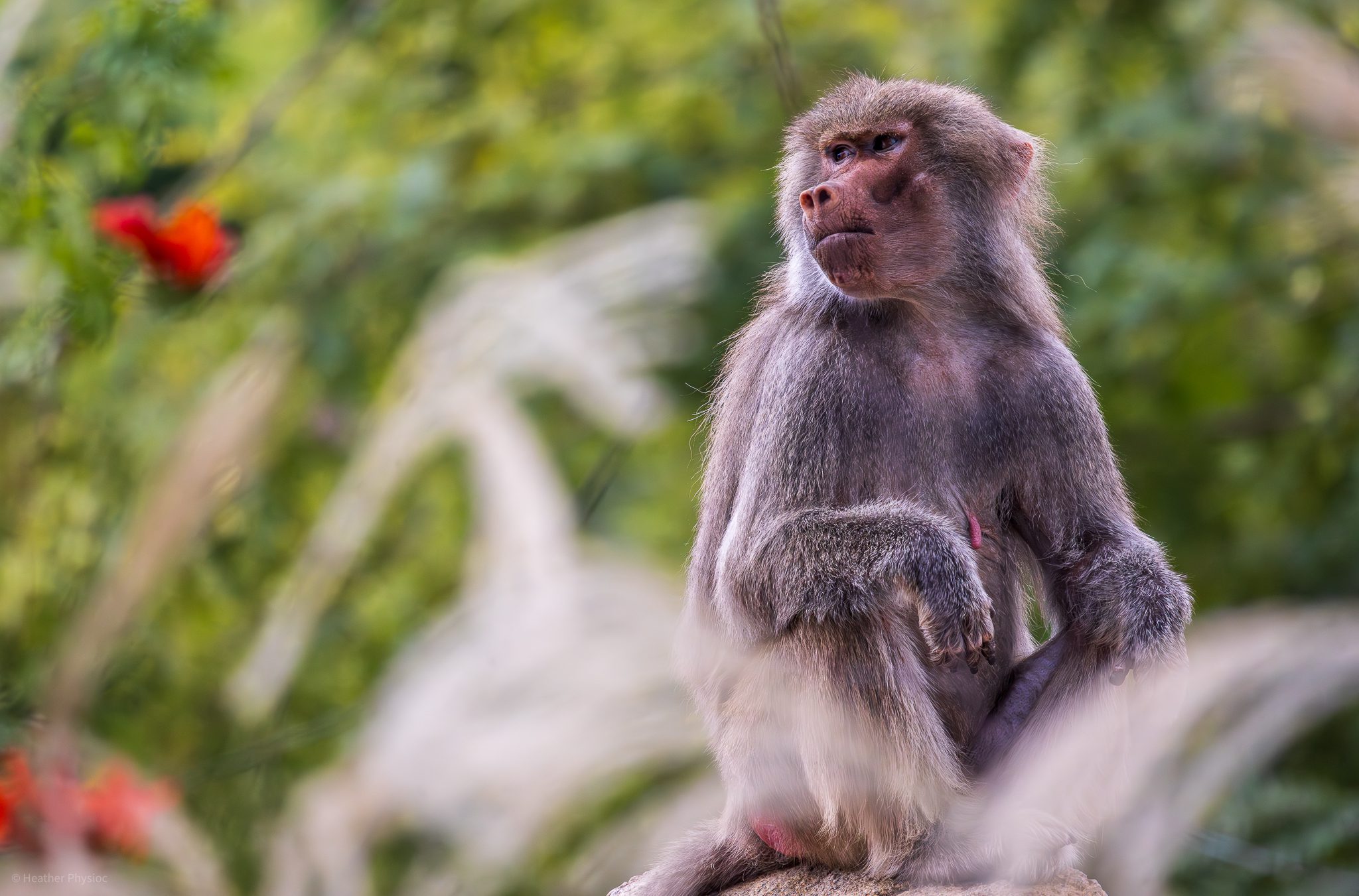 Female hamadryas baboon portrait at the San Diego Zoo