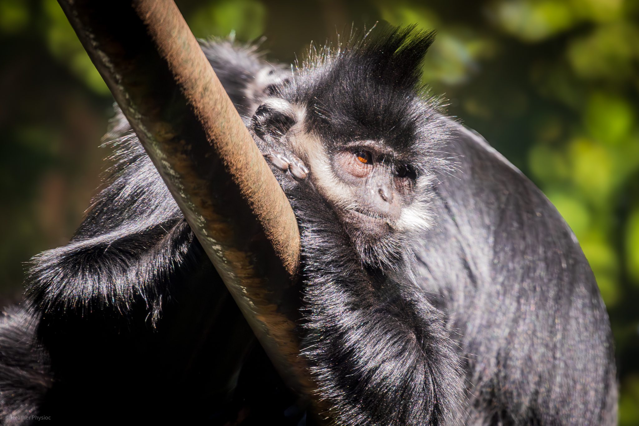 François' Langurs lounging at the San Diego Zoo