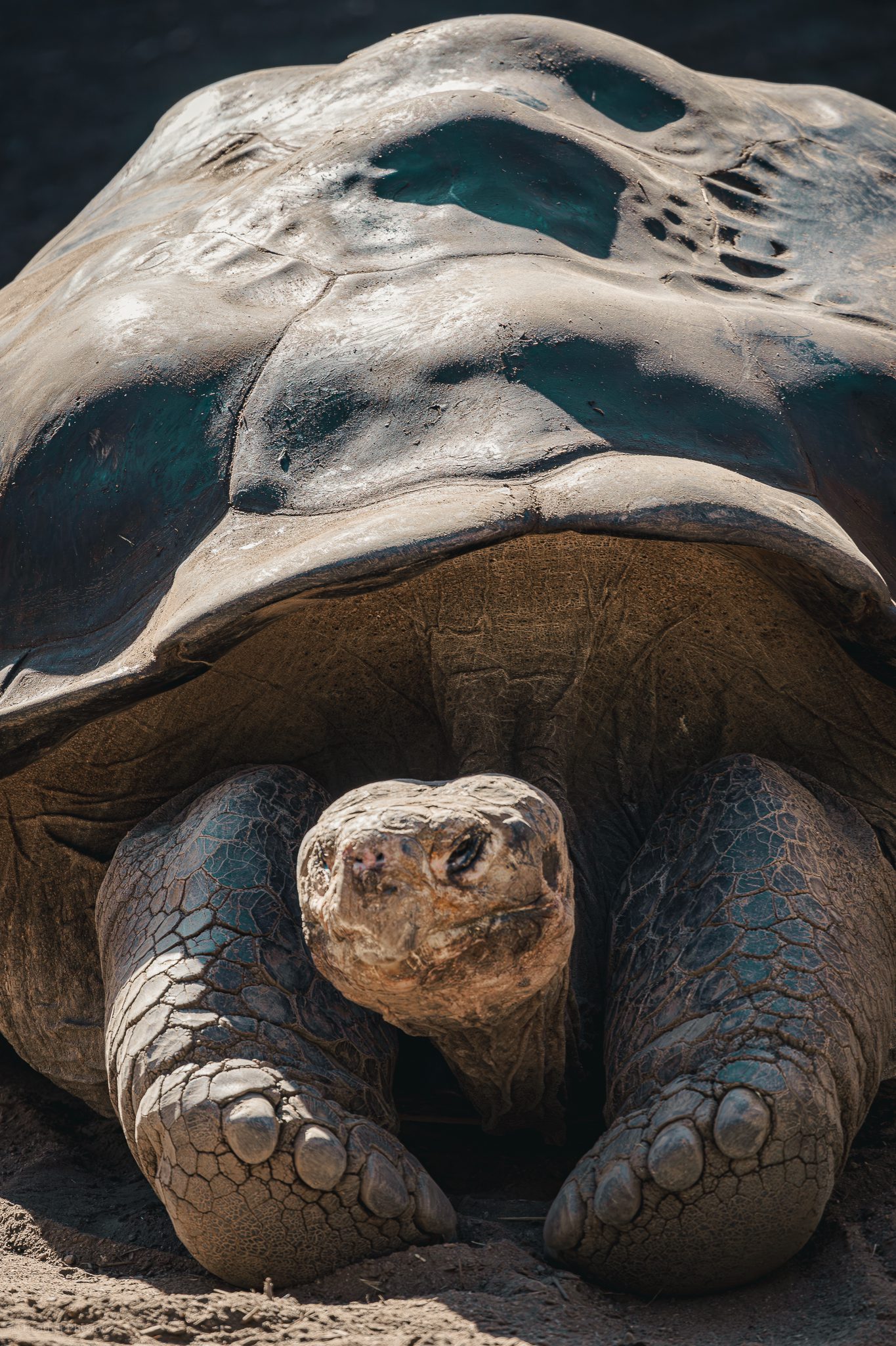 Portrait of a Giant Galápagos tortoise stretching front legs in the sun at the San Diego Zoo