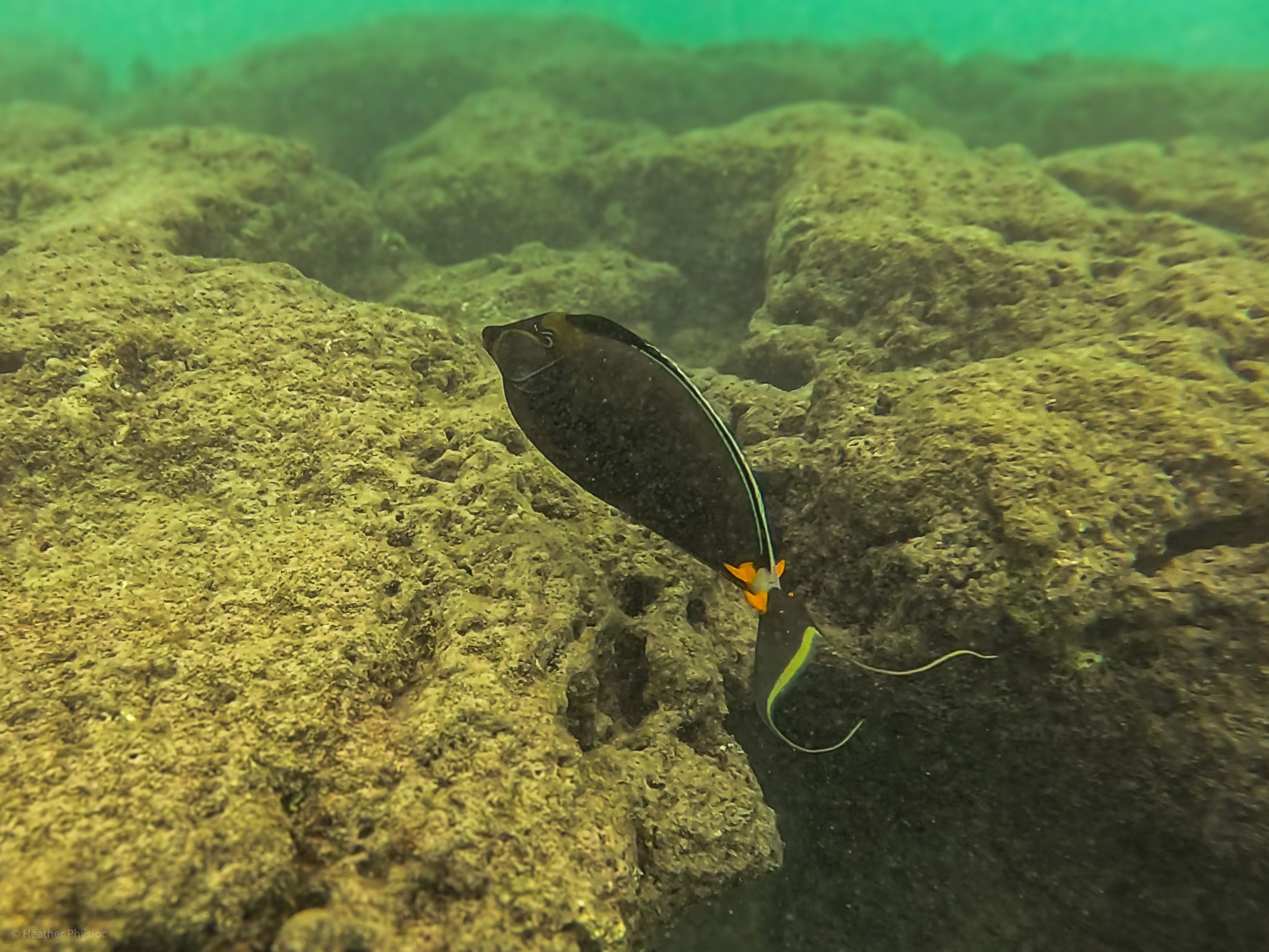 Pacific orange-spine unicornfish in Hanauma Bay, O'ahu, Hawaii