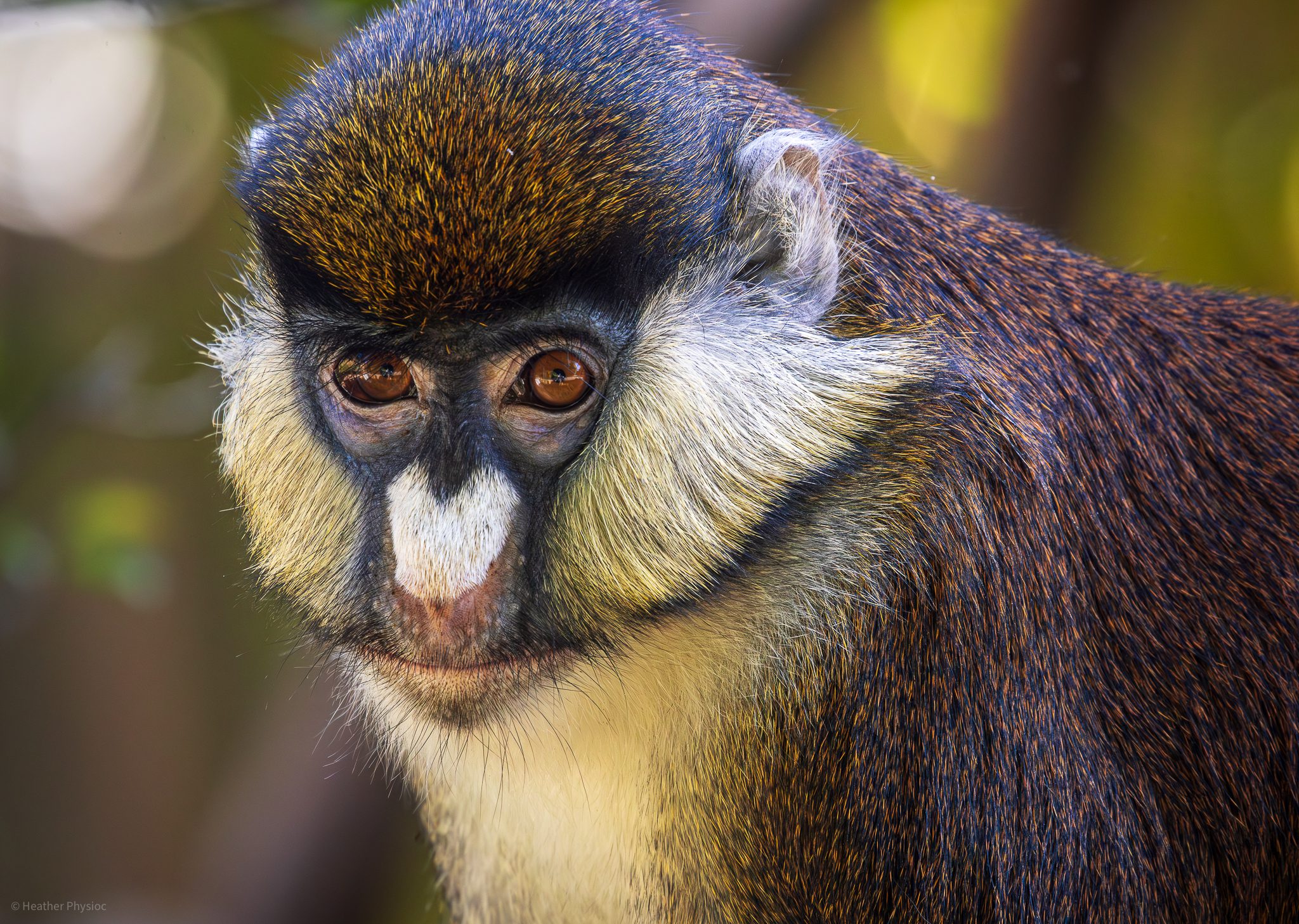 Red-Tailed Monkey portrait at the San Diego Zoo