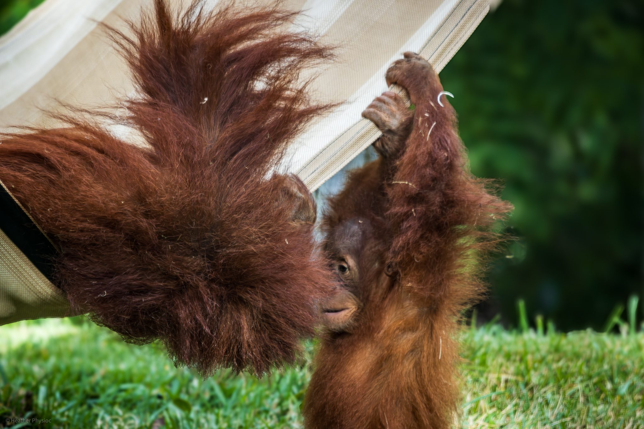 Sumatran orangutan siblings Aisha & Kaja playing in a hammock at the San Diego Zoo
