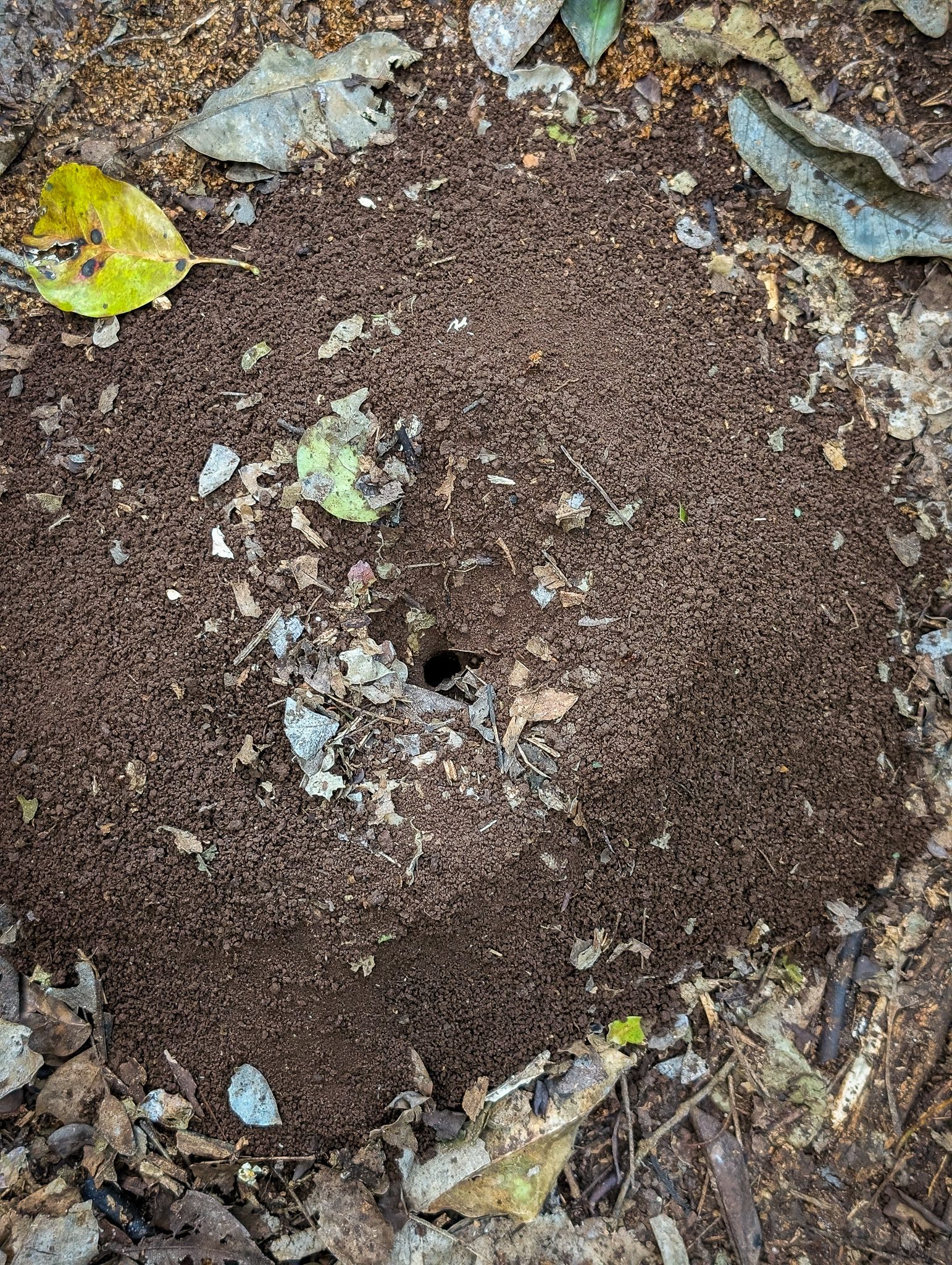 Leafcutter anthill at Punta Laguna in Yucatan Mexico