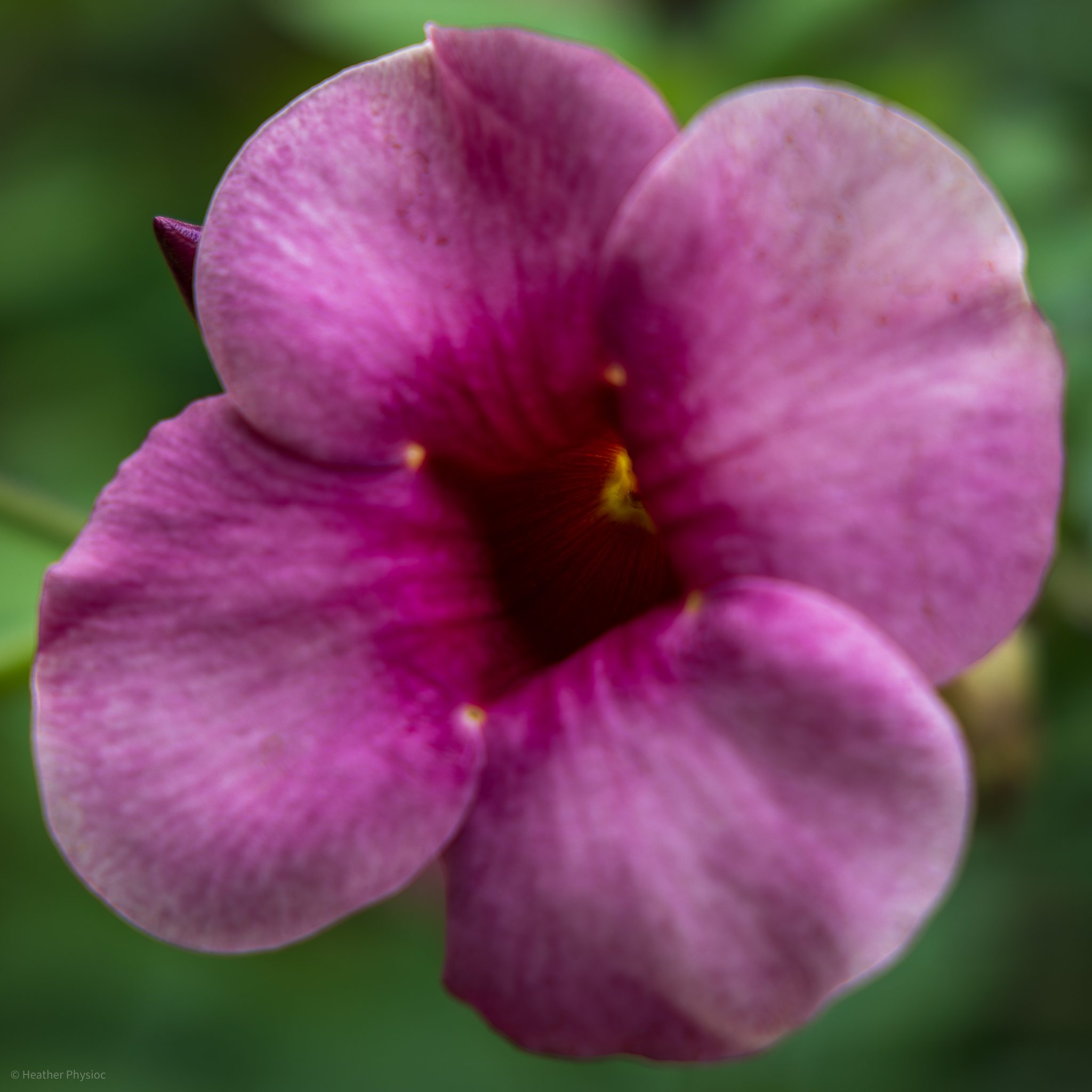 A close-up of a purple Allamanda blanchetii flower with velvety petals surrounding a deep orange center, nestled among green garden foliage in Yucatan, Mexico.