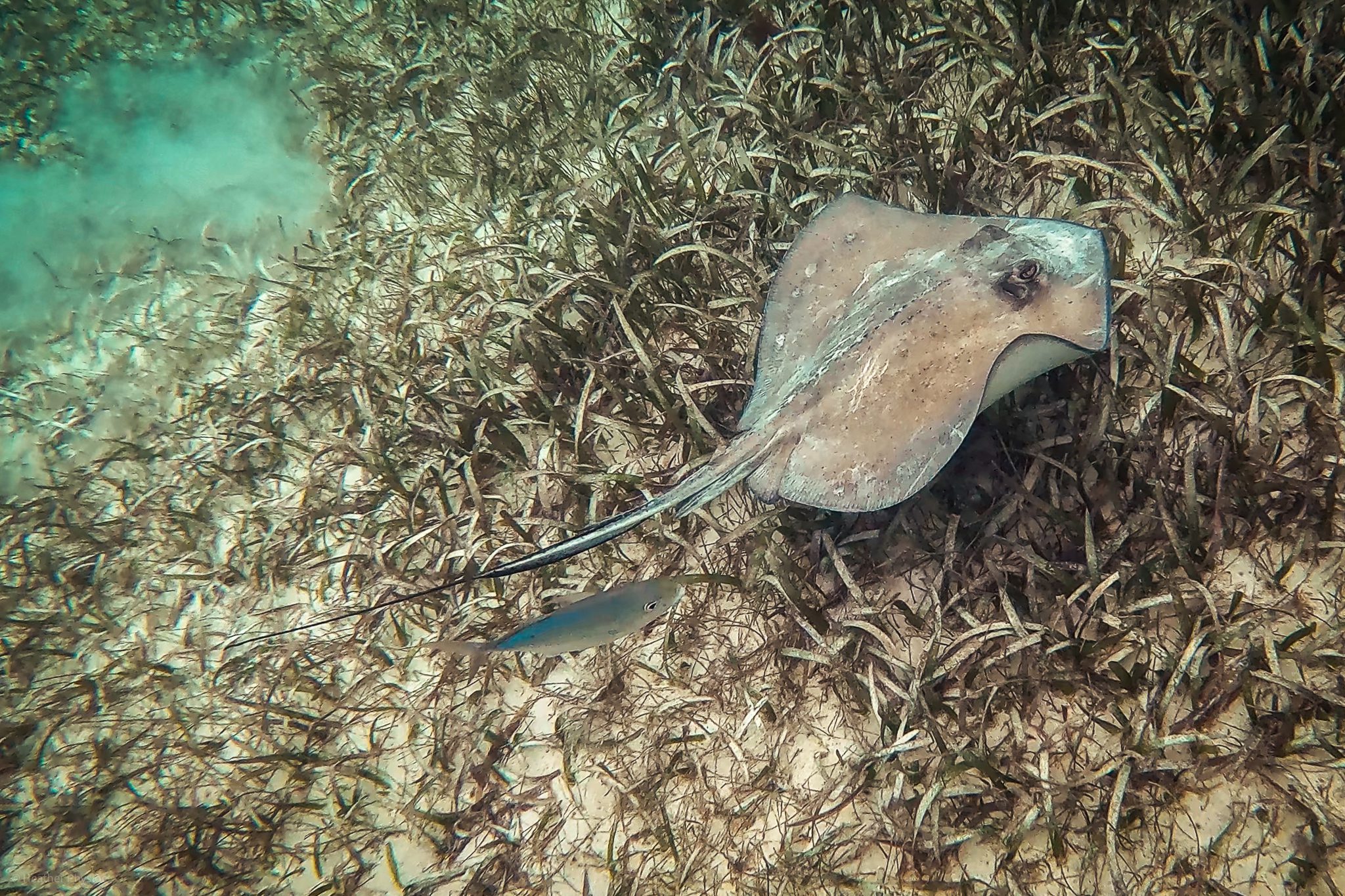 A stingray accompanied by a small fish swimming above the seagrass-covered ocean floor in Akumal Bay, showcasing the diverse underwater ecosystem.