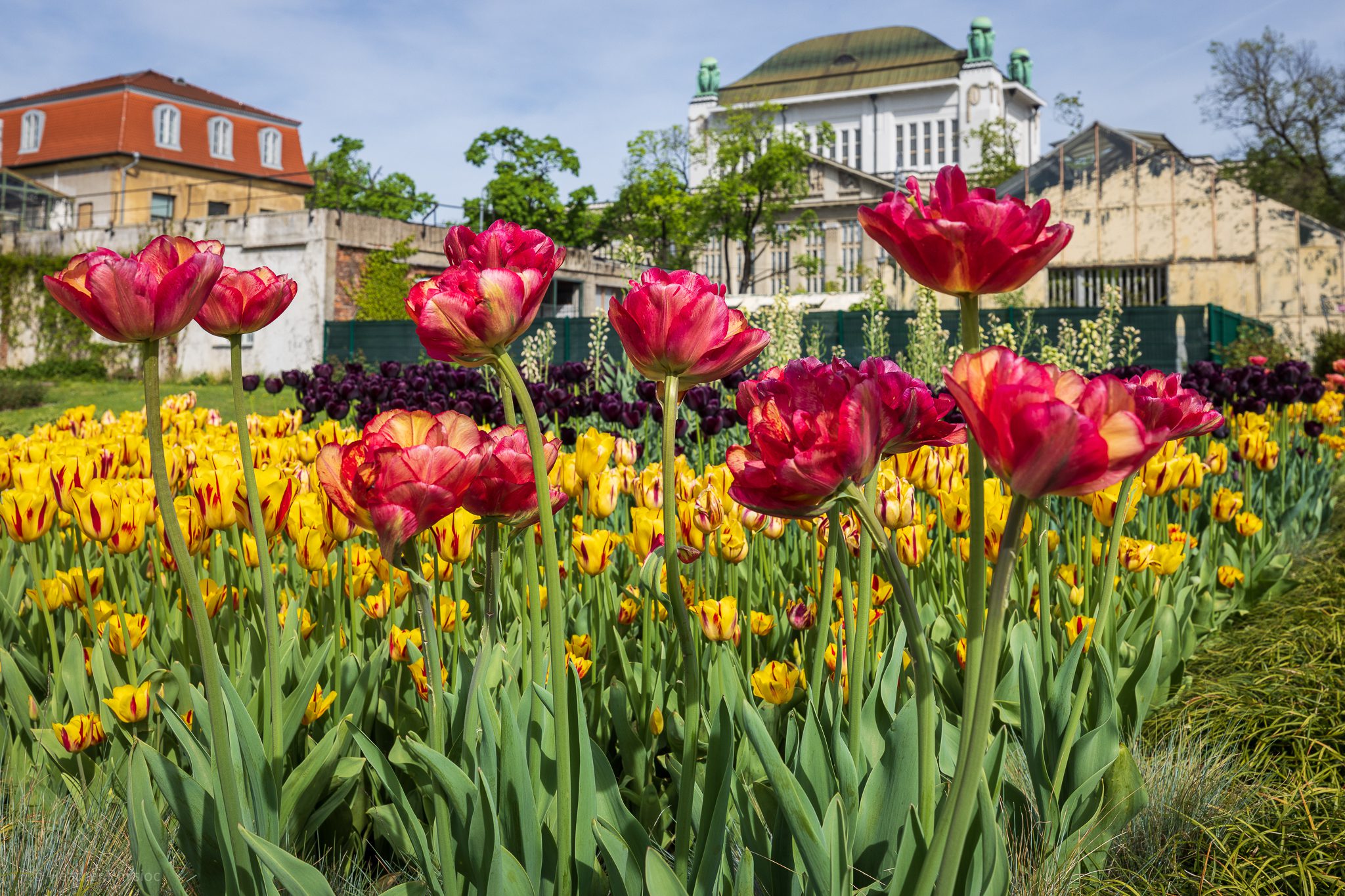 zagreb-botanical-garden-tulips-heather-physioc