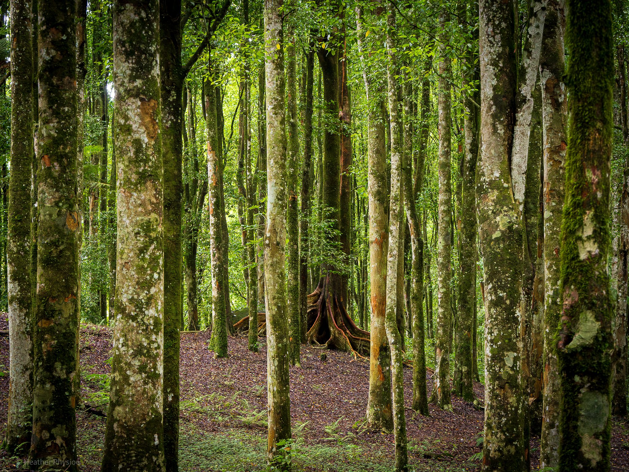 Mysterious banyan tree hidden in a Bali botanical forest