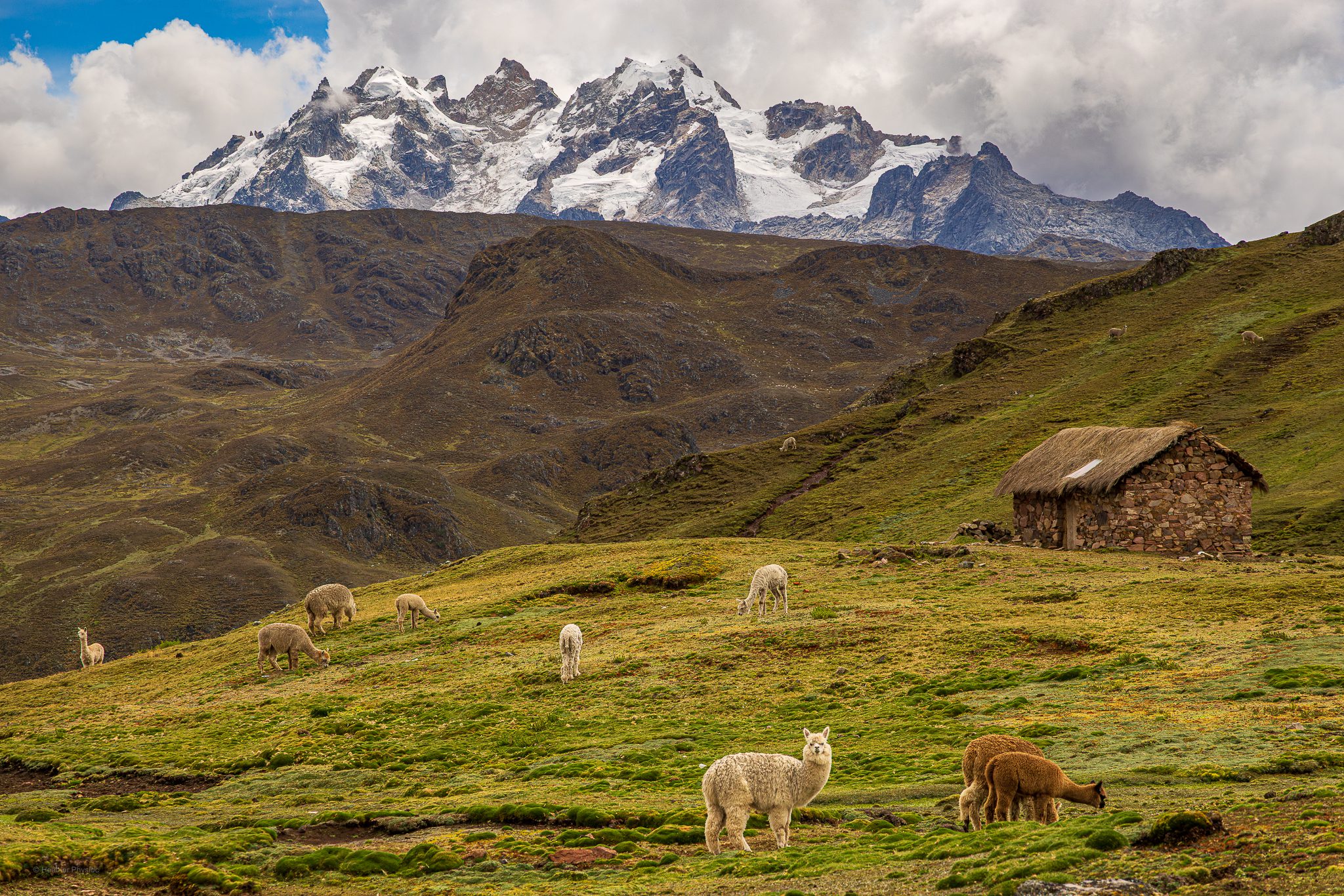 Alpaca herd in the Peruvian Andes: A small herd of alpacas grazes on lush green grass in the highlands of the Peruvian Andes. A simple stone hut with a thatched roof sits on the hillside, while rugged brown mountains rise steeply behind it. In the distance, snow-capped peaks tower beneath a dramatic sky of clouds, creating a striking contrast between the warm earth tones of the pasture and the icy whites of the glaciers above.