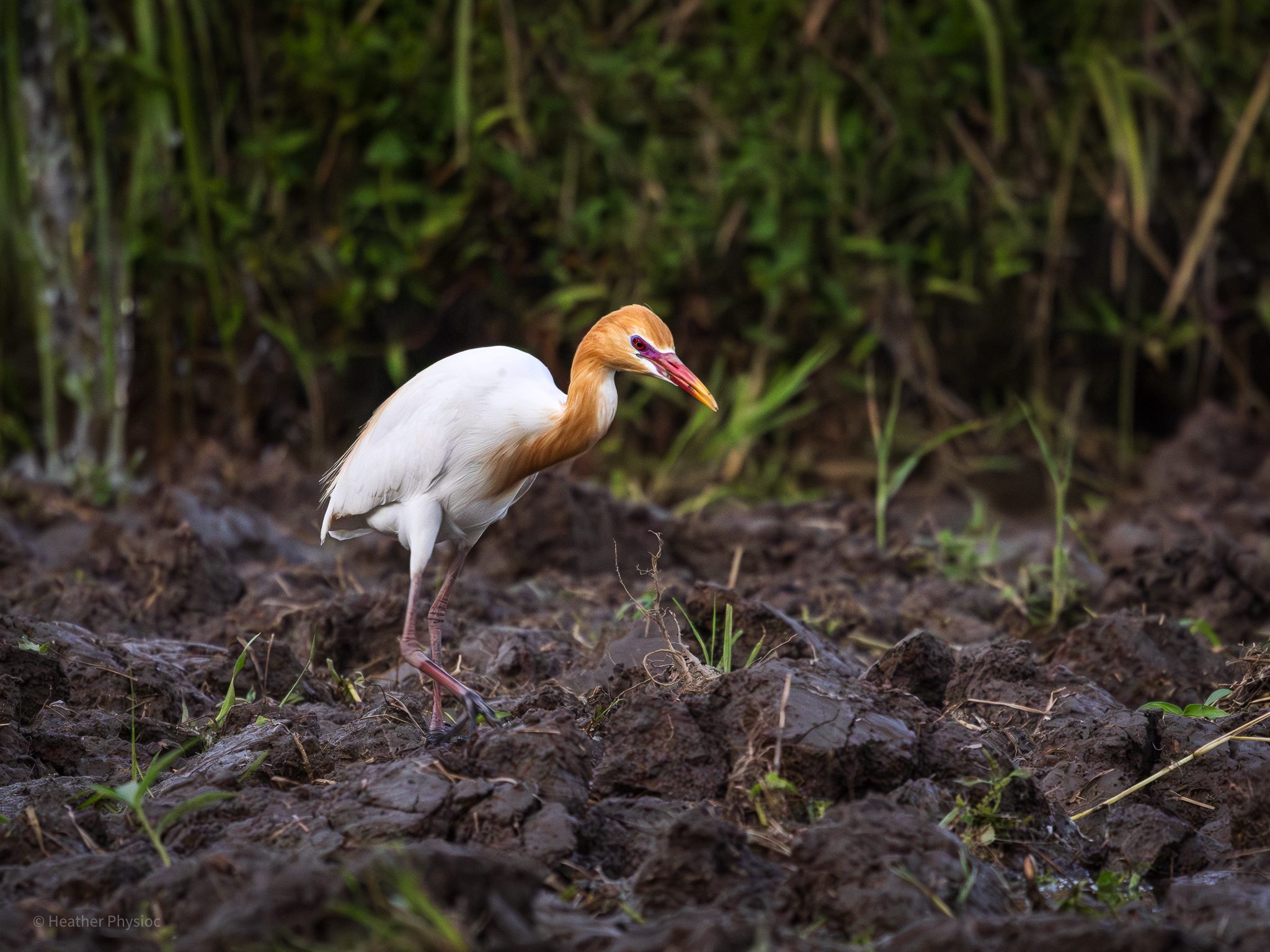 Cattle Egret in Bali's Rice Terraces