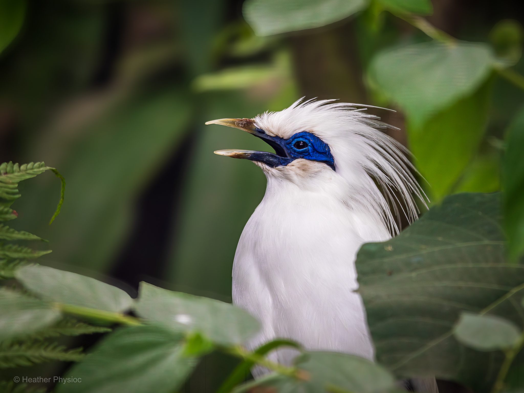 Side profile portrait of a critically endangered Bali starling, a nearly pure white tropical songbird with a blue patch around its eye and a feathered crest, surrounded by green leaves in a tropical environment, with its mouth open to sing