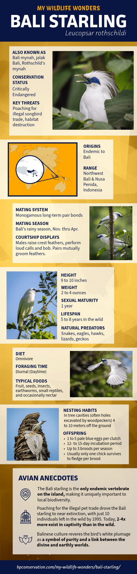 Tall educational infographic for the Bali starling (Leucopsar rothschildi) featuring photographs, alternate names, critically endangered conservation status, key threats, origin and range map, breeding behavior, size, diet, nesting habits, predators, and cultural and conservation anecdotes.