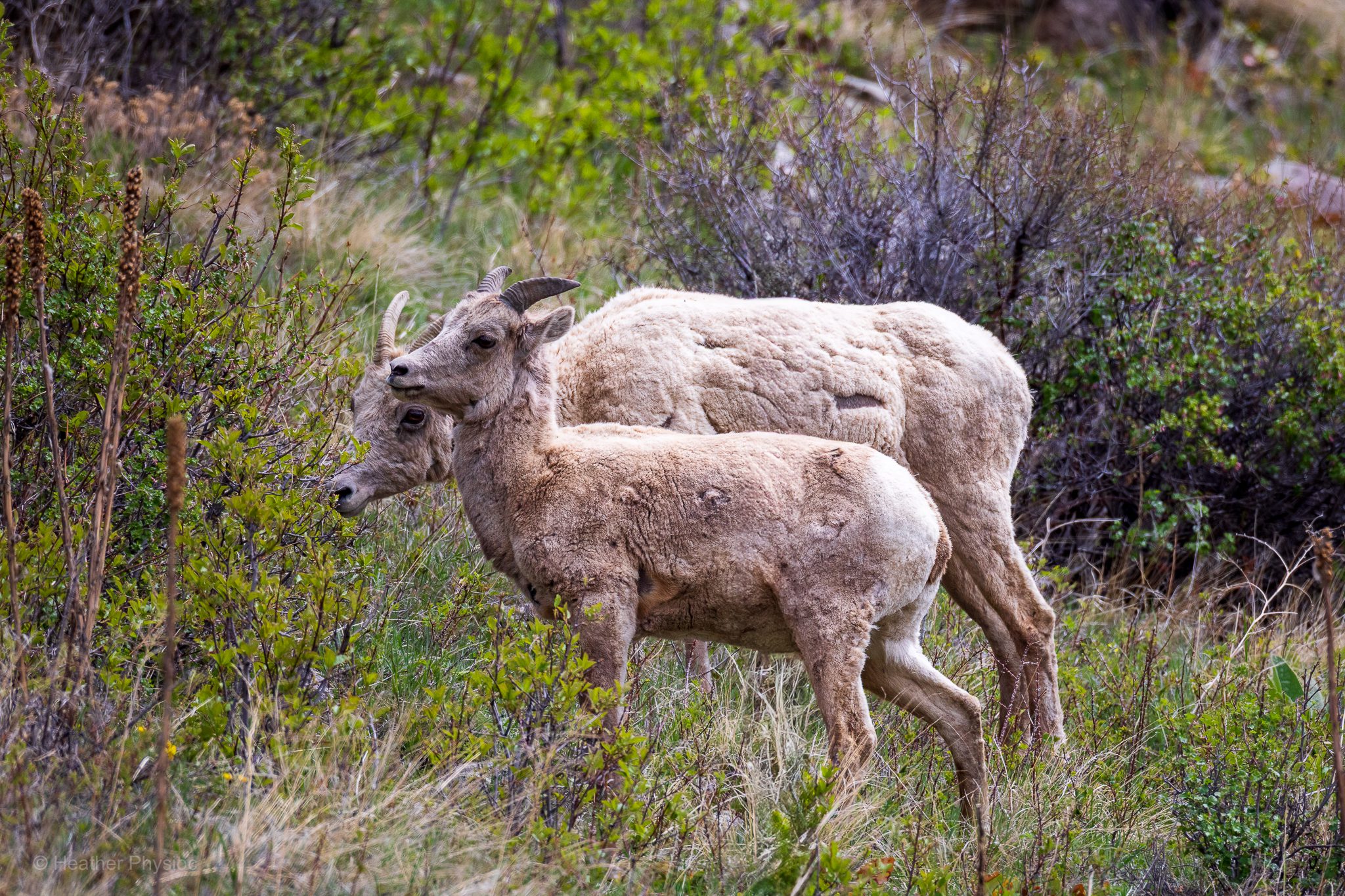 A bighorn sheep ewe and her lamb stand side by side in a grassy, shrubby meadow in Rocky Mountain National Park. The ewe, slightly larger and a pale beige color with a thick but patchy coat in its spring molt, grazes quietly behind the younger sheep. In front of her stands her lamb, smaller and more alert, with a sleeker, warmer tan coat and shorter, gently curved horns beginning to grow. The lamb gazes to the left with soft, curious eyes, its ears perked in quiet attentiveness. Around them, young green shrubs and dry grasses poke up from the earth, and the muted tones of early spring or late autumn wrap the landscape in a hushed stillness. The pair stands close together, evoking a sense of quiet protection and gentle watchfulness in the wild.