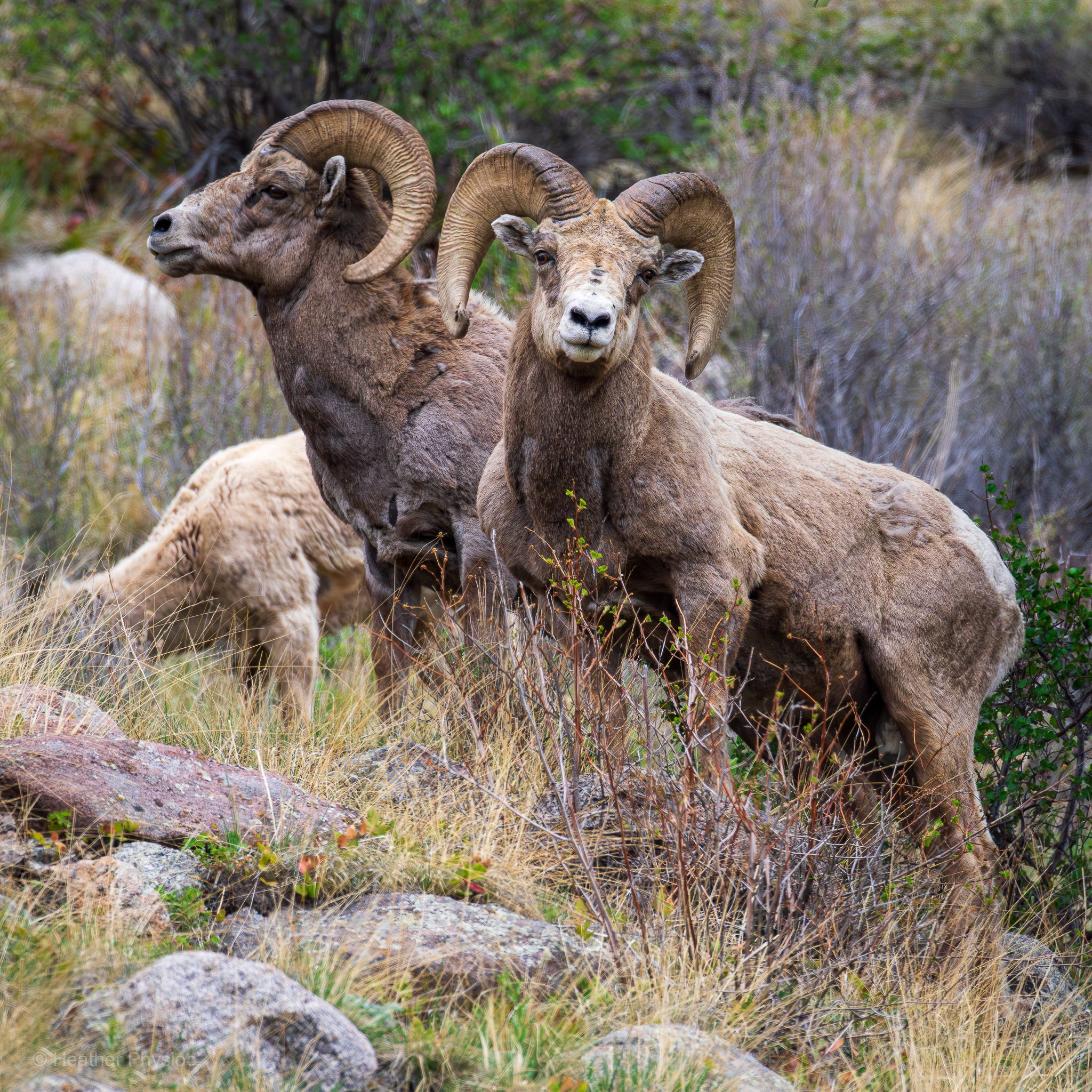Three bighorn sheep stand among tall golden grasses and scattered gray boulders in a rugged, mountainous landscape. Two large rams dominate the foreground, their massive, spiraled horns curling back majestically from their foreheads. The ram on the left faces sideways, alert and powerful, while the one on the right looks directly at the camera with an intense, steady gaze, muscles taut as if frozen mid-step. Both have thick, tan coats with darker shading around their shoulders and necks. A third, lighter-colored sheep grazes in the background with its head lowered, partially hidden behind the rams. Behind them, the terrain is dotted with shrubs, leafless branches, and hints of green foliage, signaling early spring or late fall in the wild. The atmosphere feels raw and windswept, steeped in the quiet tension of the high country.
