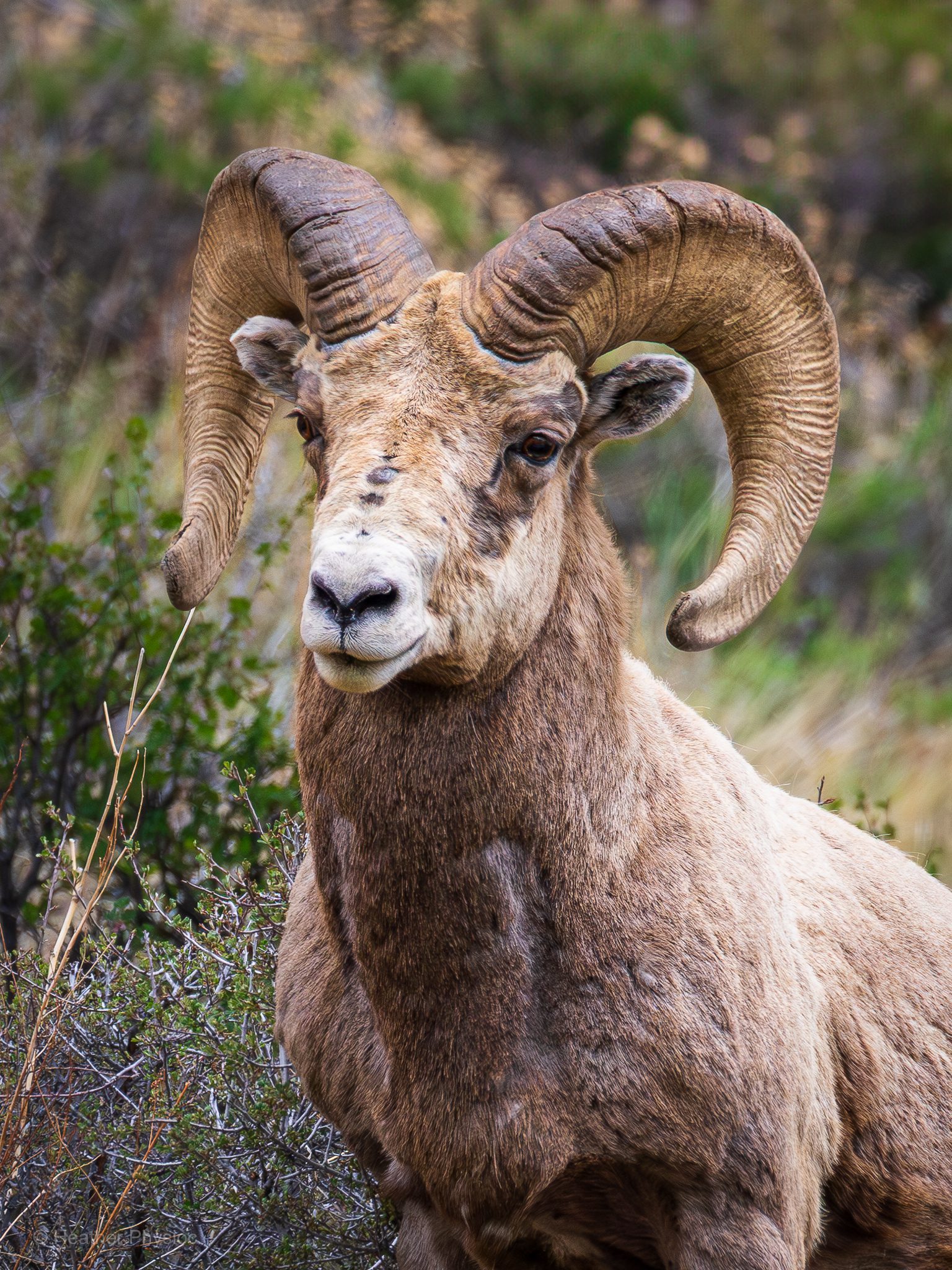 A powerful male bighorn sheep ram stands still in a scrubby meadow in Rocky Mountain National Park, facing slightly left with his head turned toward the camera. His thick, muscular body is cloaked in a coarse, tan-brown coat that darkens along his chest and neck. Dominating his face are two massive, curled horns that spiral outward and downward from his skull, ridged with deep grooves that mark his age and battles. His nose is white and slightly scarred, and his amber-brown eyes hold a calm, steady intensity, as if sizing up the viewer. Short, weathered shrubs and green foliage blur into the background, hinting at the mountainous terrain he calls home. The air feels crisp and wild, and the ram’s presence commands quiet respect, a symbol of strength and survival in the high alpine wilderness.