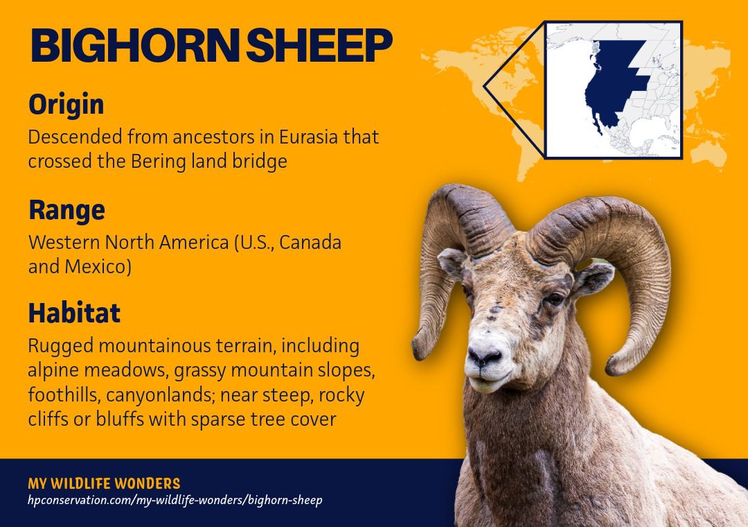 Map-based graphic highlighting the bighorn sheep’s range across western North America, with text describing rugged mountainous habitats such as alpine meadows, canyonlands, and steep rocky cliffs with sparse vegetation.