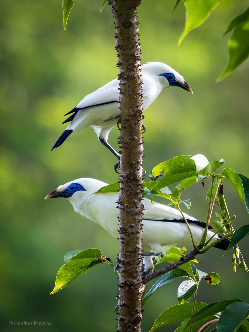 Two striking white Bali starlings cling to opposite sides of a slim, thorn-studded tree trunk. Their bright cobalt-blue facial skin encircles piercing black eyes, and fine black accents edge their wings and tails. Sunlight catches the sleek white feathers against a lush, blurred green backdrop of tropical foliage, underscoring their rarity and fragility in the wild.