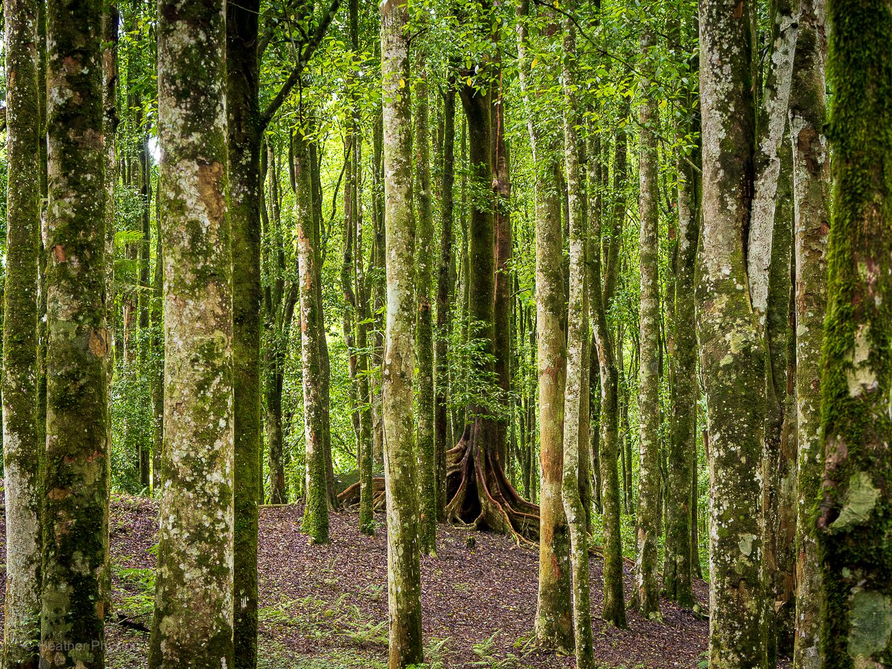 A dense stand of slender, moss-flecked trees fills the frame, their trunks stretching tall and straight into a soft green canopy. In the distance, half-hidden among the vertical lines, the massive flared base of a banyan tree spreads like wooden skirts, its roots forming a dramatic dark arch at ground level. The damp forest floor is scattered with leaf litter, glowing with filtered light.