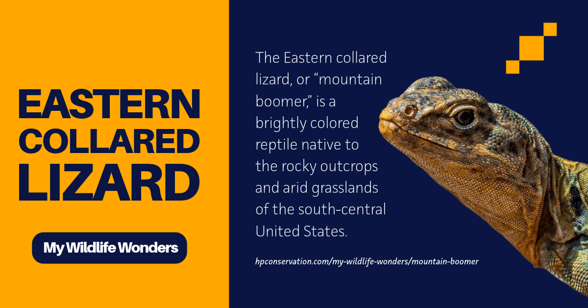 Bright graphic introducing the Eastern collared lizard, featuring a close-up photo of a collared lizard’s head against a dark blue background, bold yellow title text, and a short description noting the species’ rocky, arid habitat in the south-central United States.